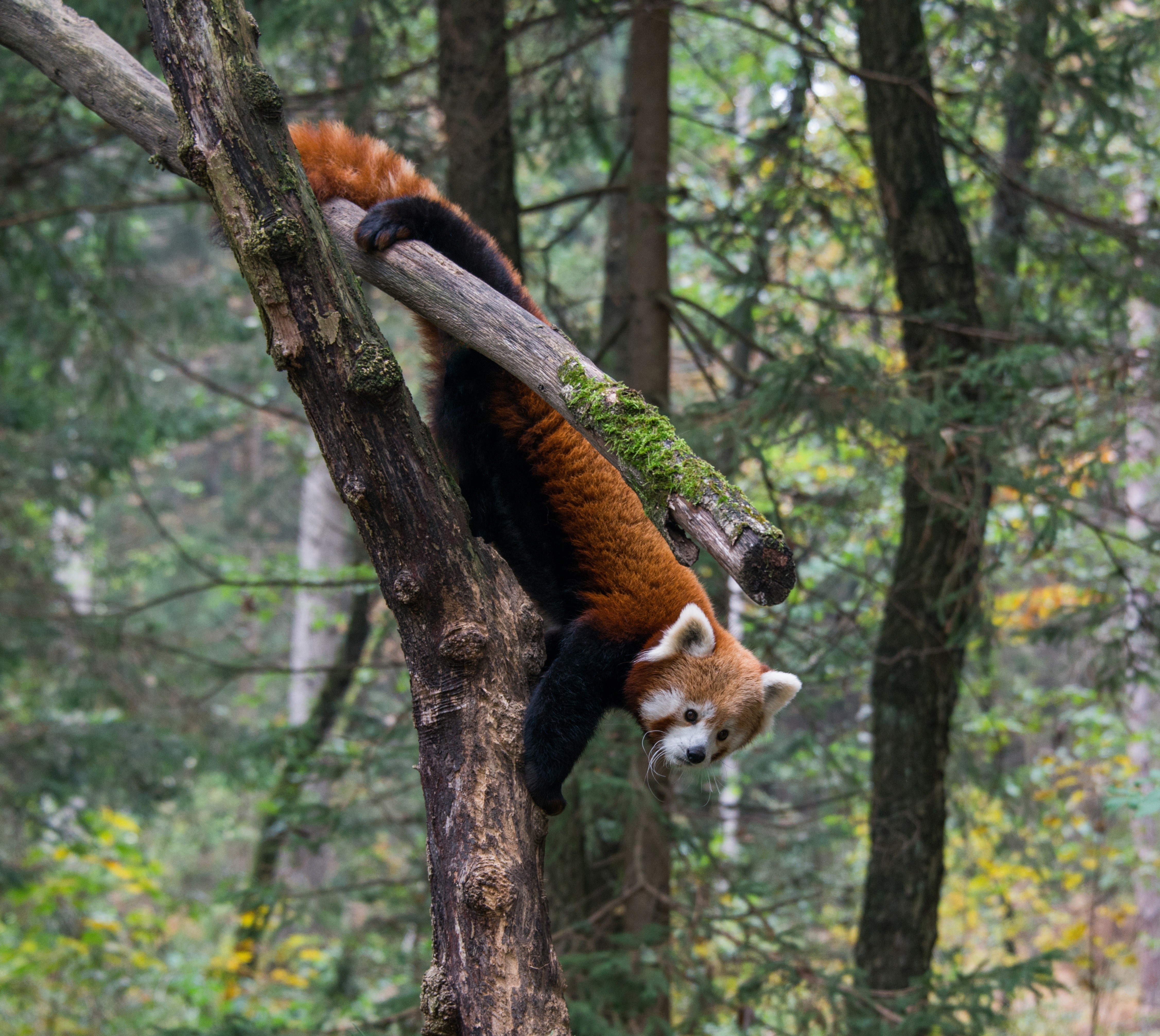 nature animals trees road red panda wallpaper