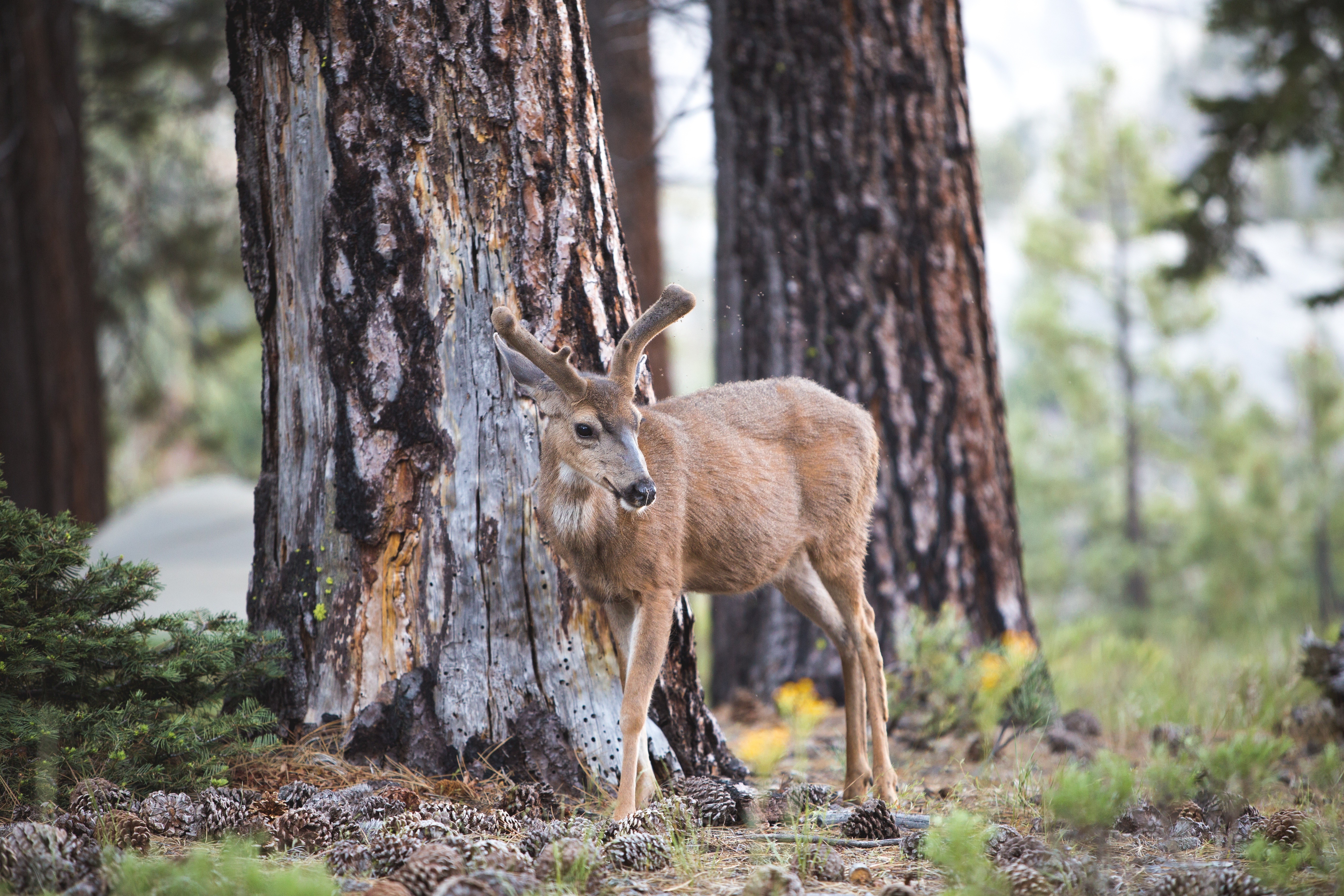 5472x3648 nature animals trees wallpaper