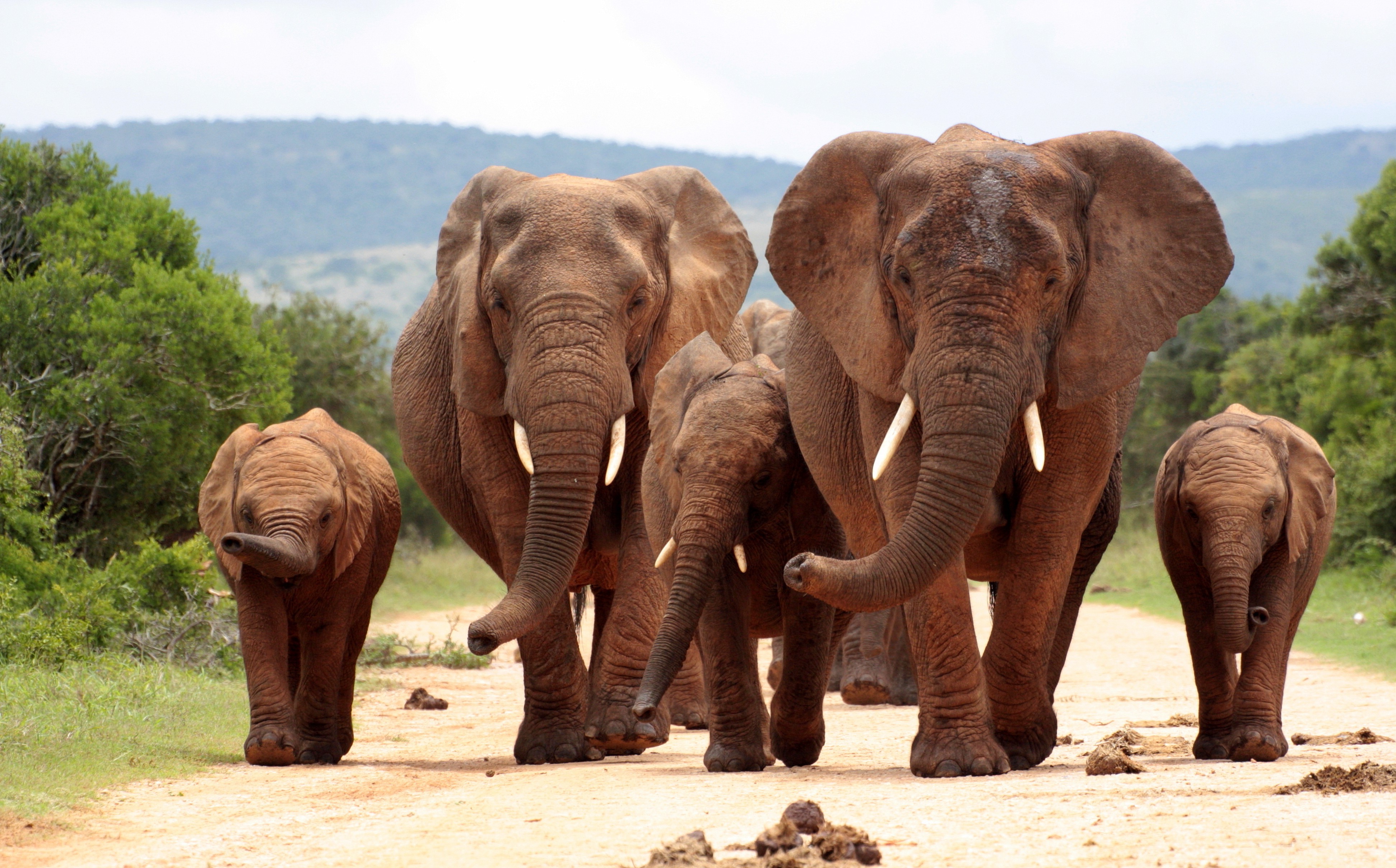 animals mammals elephant wallpaper