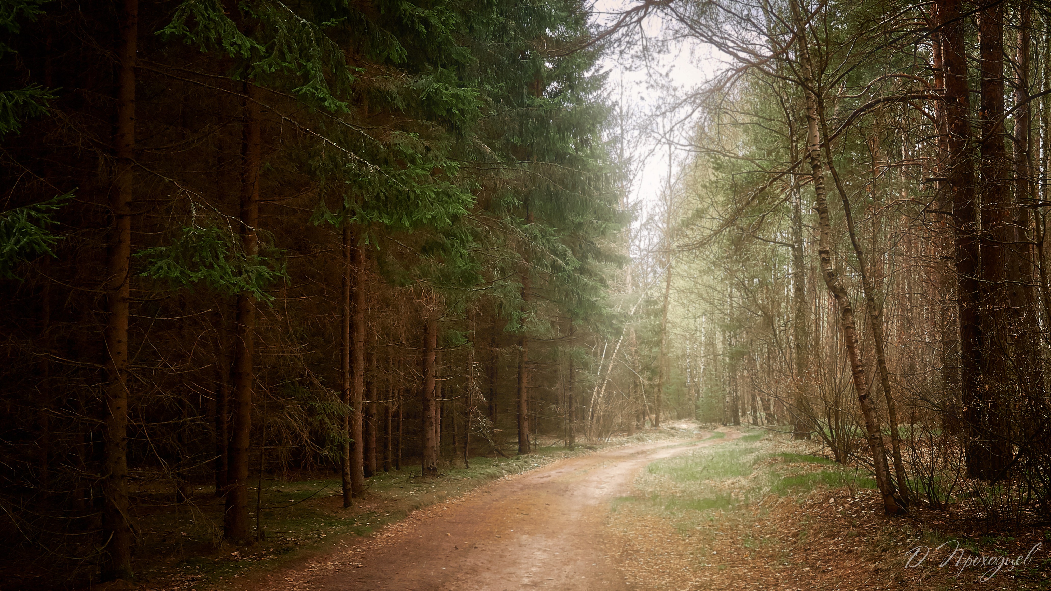 forest nature wallpaper