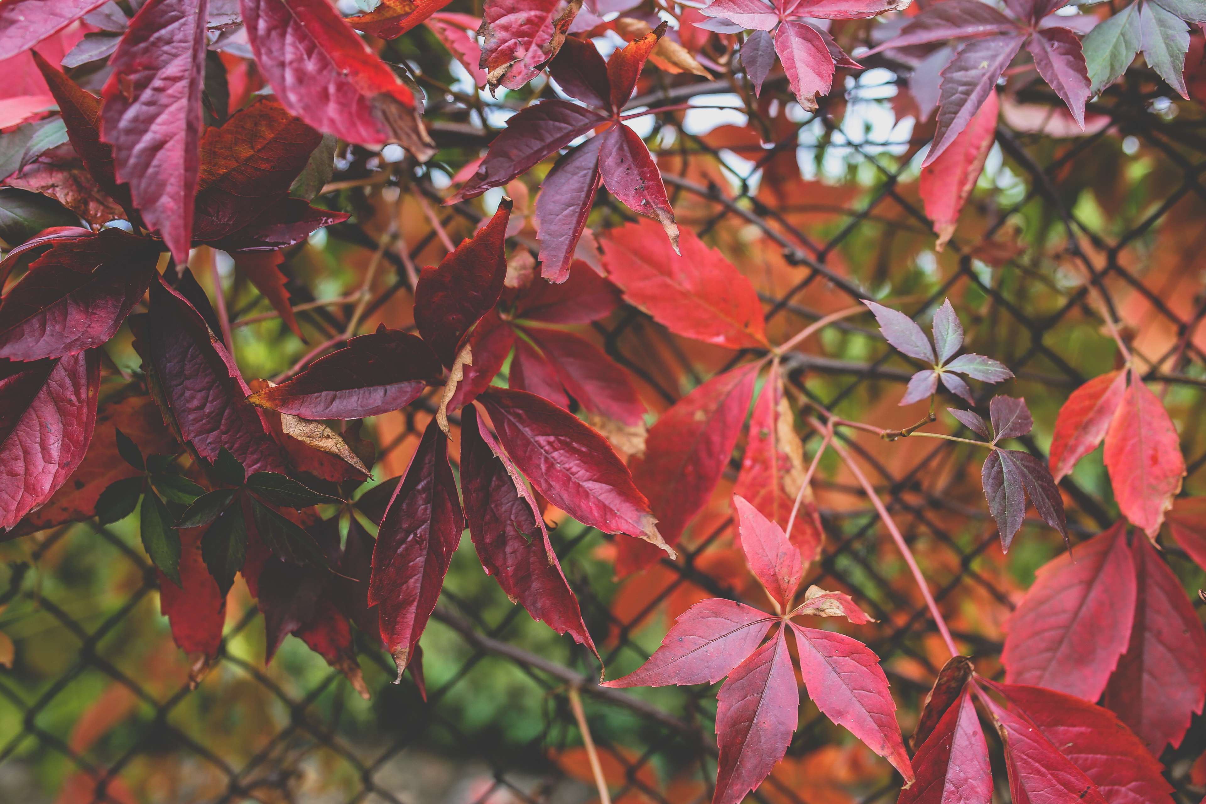 autumn, big, branch, bright, color, environment, fall, flora, garden, growth, leaf, leaves, maple, outdoors, park, red, season, summer, tree 4k wallpaper