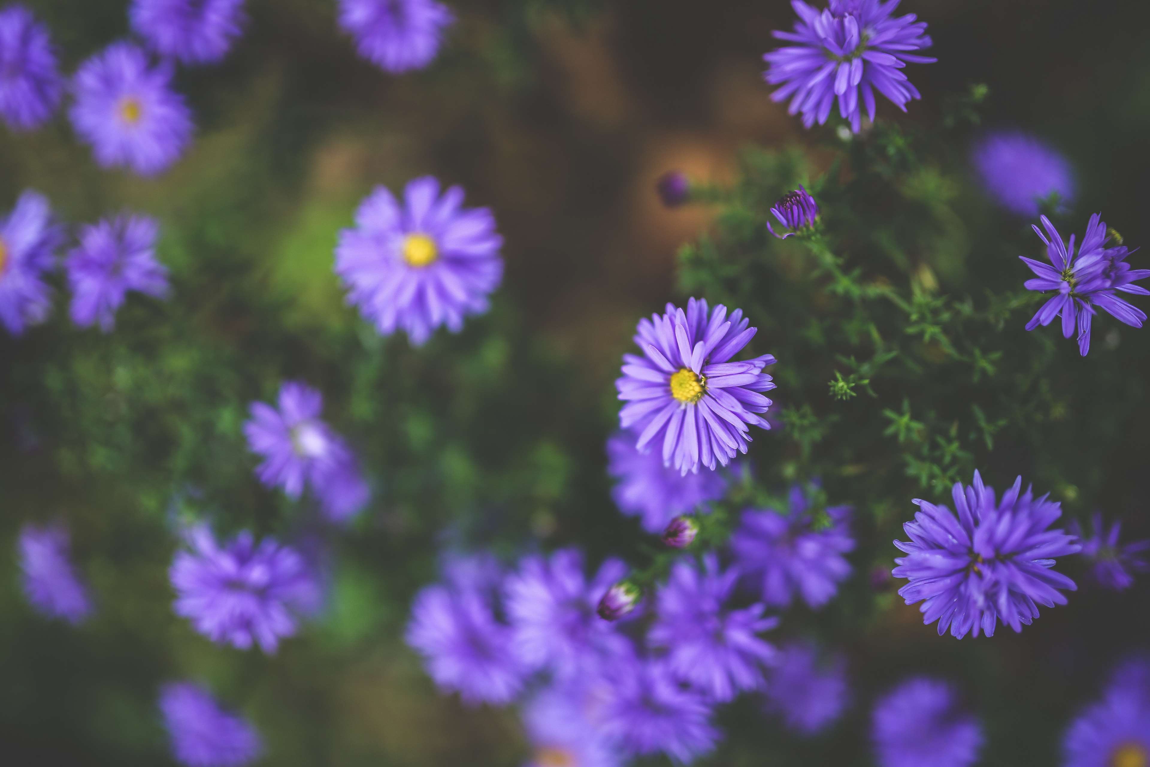 autumn, blooming, color, fall, field, flora, flower, flowers, garden, grass, growth, hayfield, leaf, lilac, little, outdoors, petal, purple, season, small, summer, violet, wild 4k wallpaper
