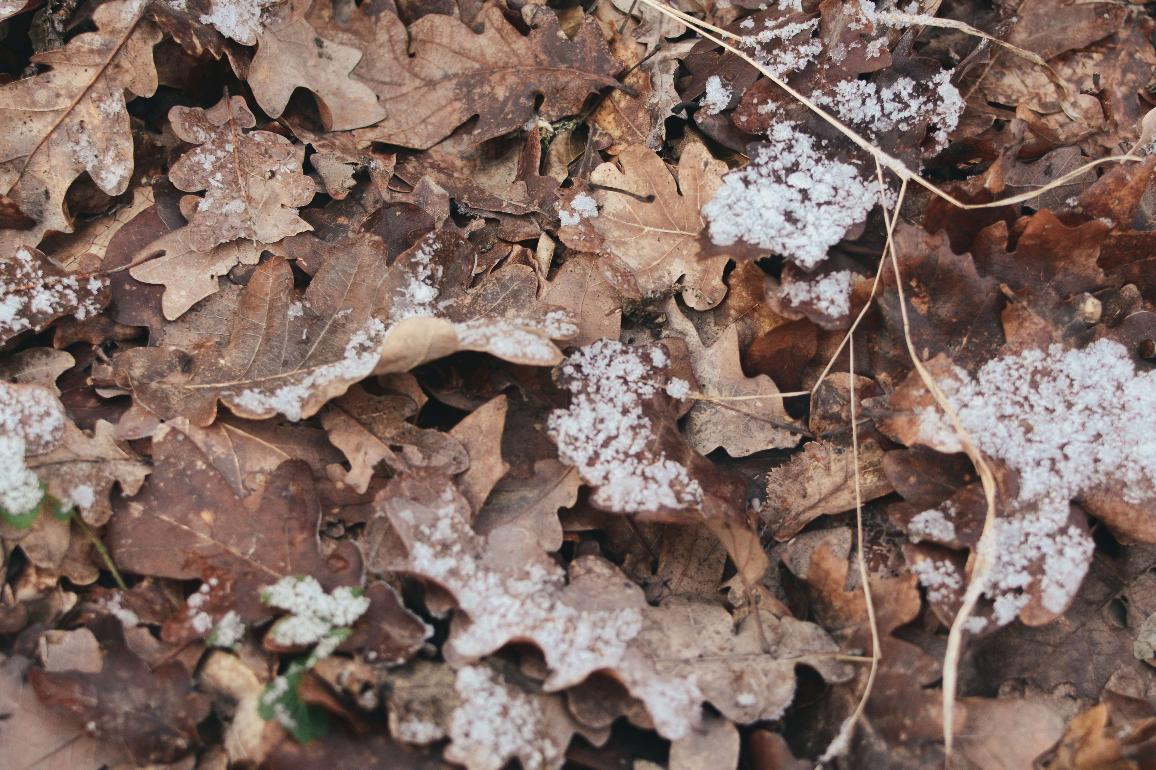 carpet, download, dry, fall, free, frozen, image, leaves, nature, path, pattern, snow, tree, winter, woods 4k wallpaper