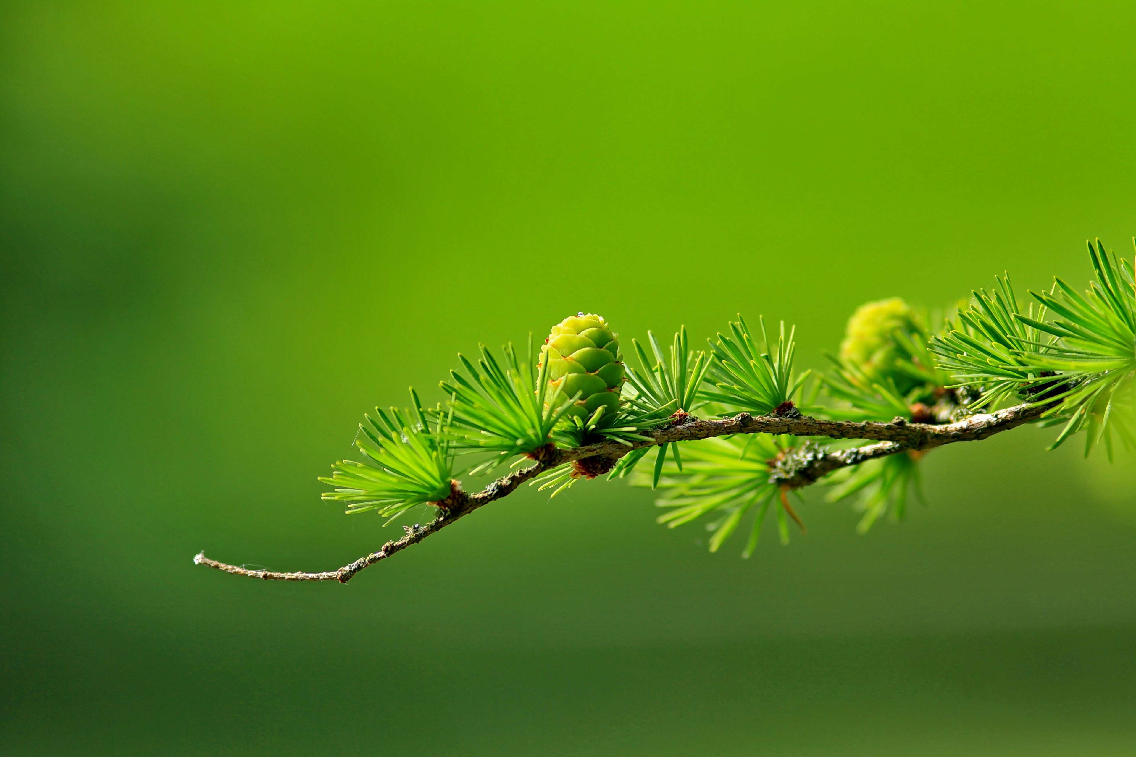 branch, conifer, green, leaves, macro, nature, pinaceae 4k wallpaper