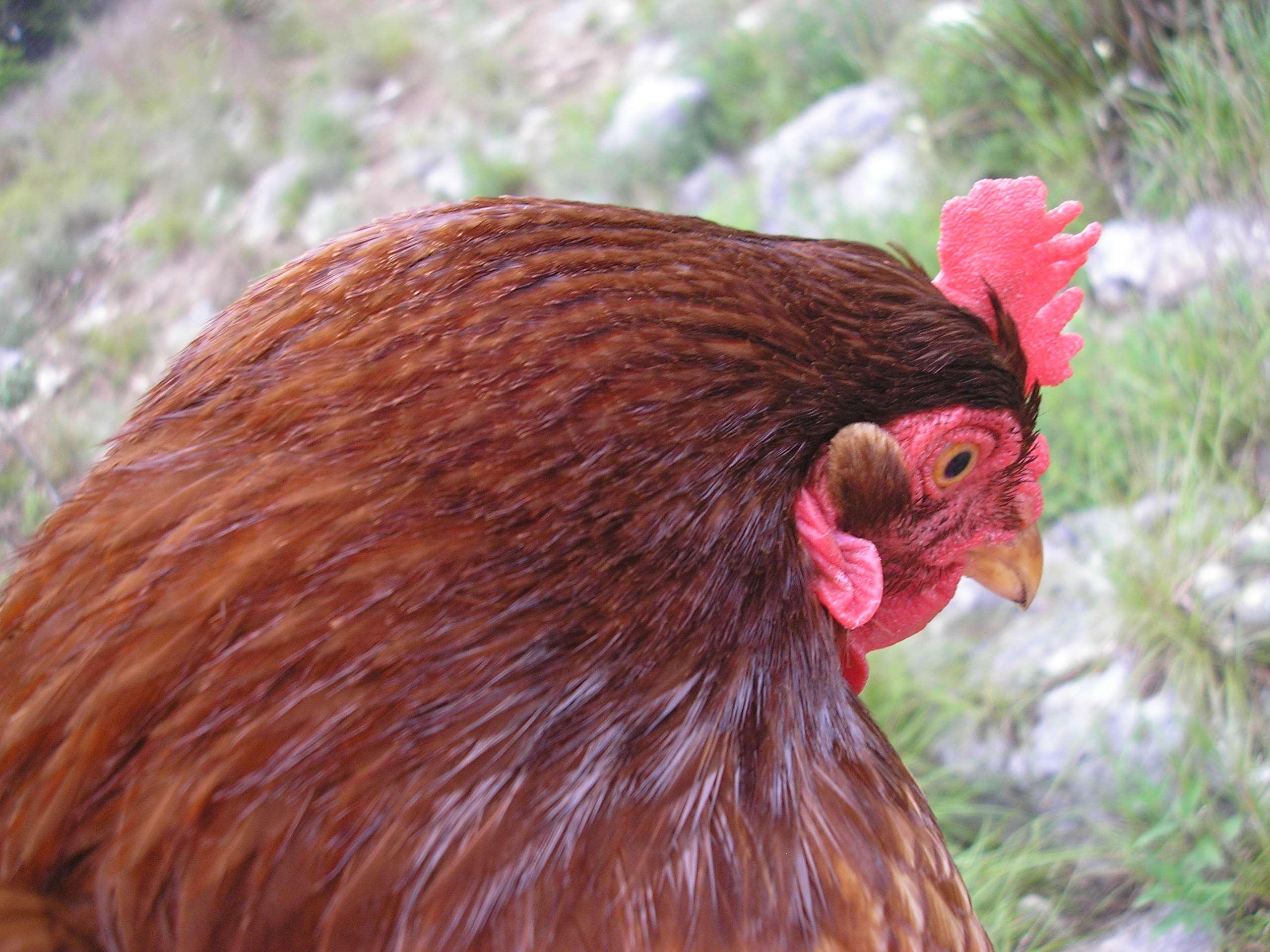 animal, bird, burnt orange, chicken, chicken feathers, close up, domestic fowl, eggs, farm, feathers, fowl, hen, red hen, yard chicken wallpaper
