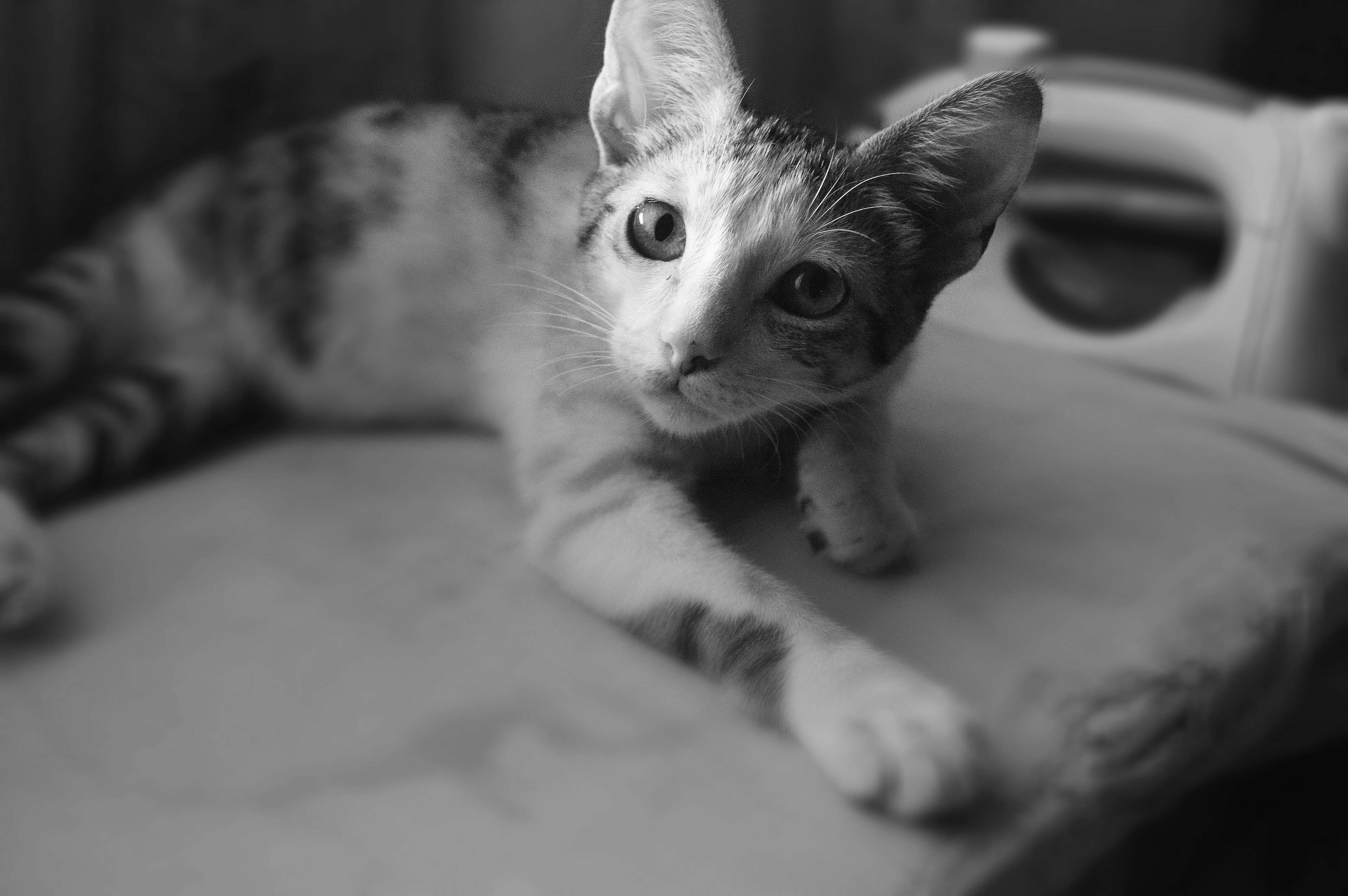 animal, black and white, cat, cute, domestic, household, kitten, kitty, monochrome, paw, pedigree, pet, portrait 4k wallpaper