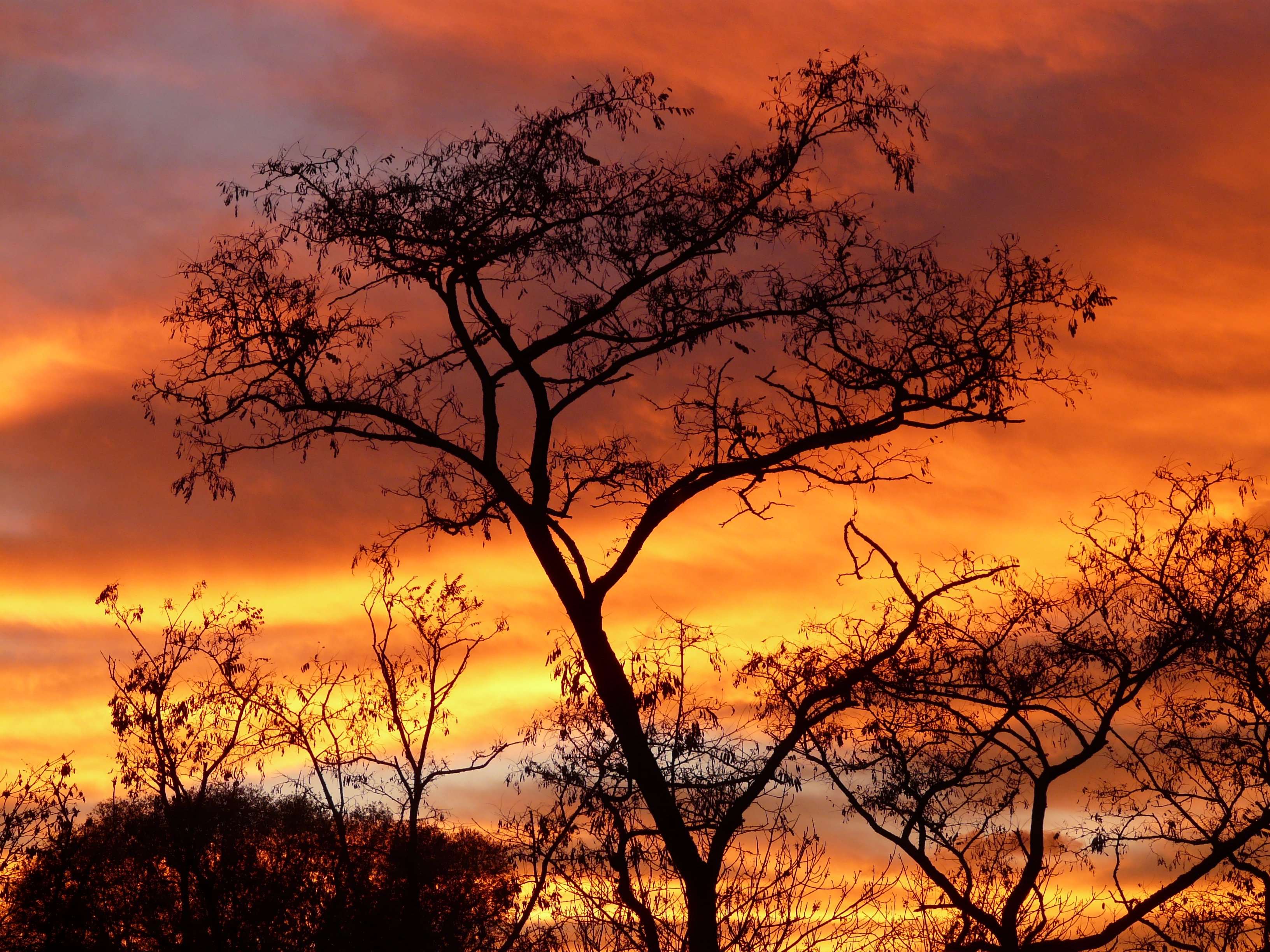 acacia, afterglow, clouds, color, colorful, embers, glow, romantic, royalty free, sky, sun, sunset wallpaper