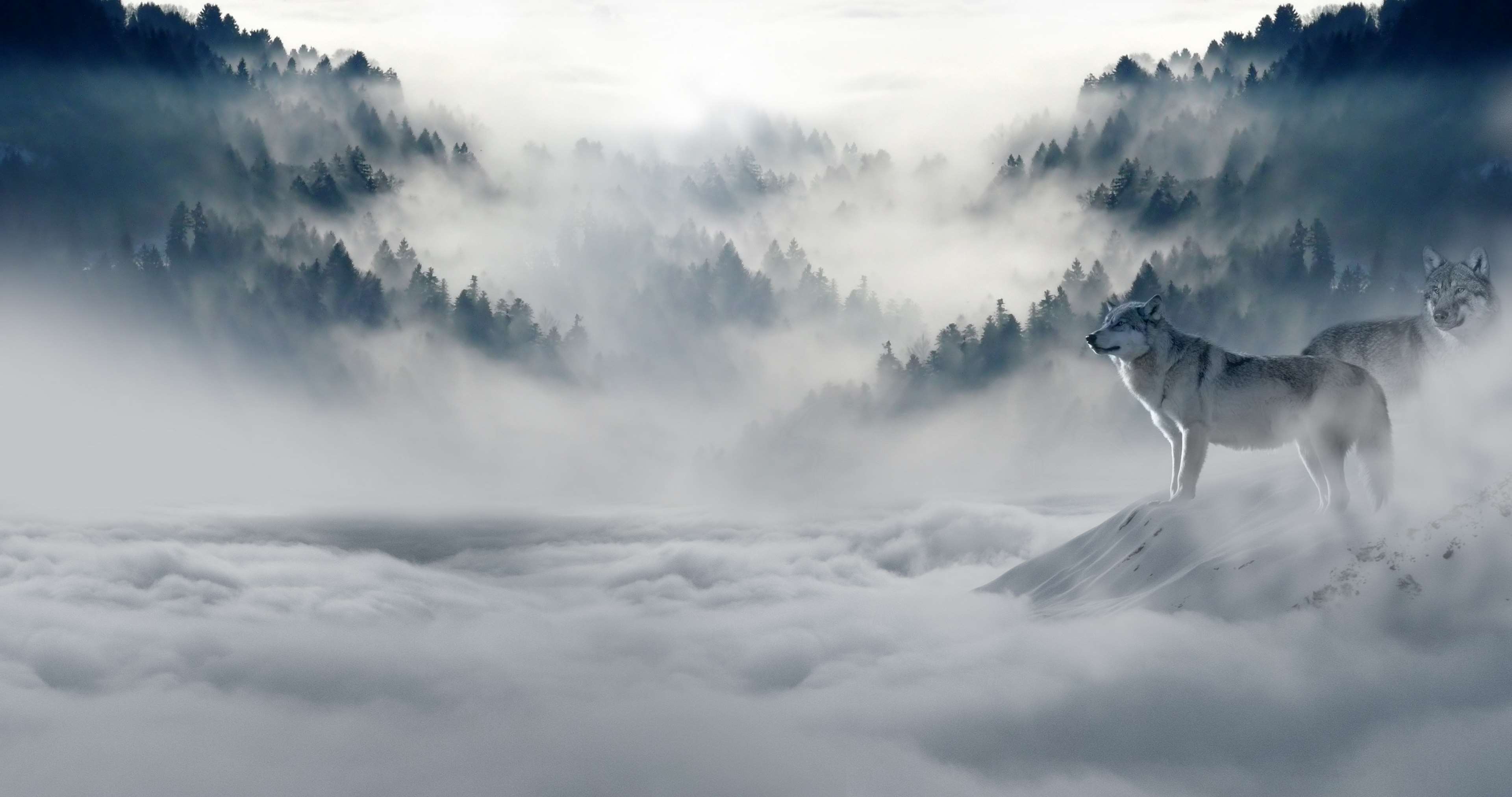 fog, foggy, hazy, mist, misty, mountain, murky, nature, snow, snow wolves, trees, wolves 4k wallpaper