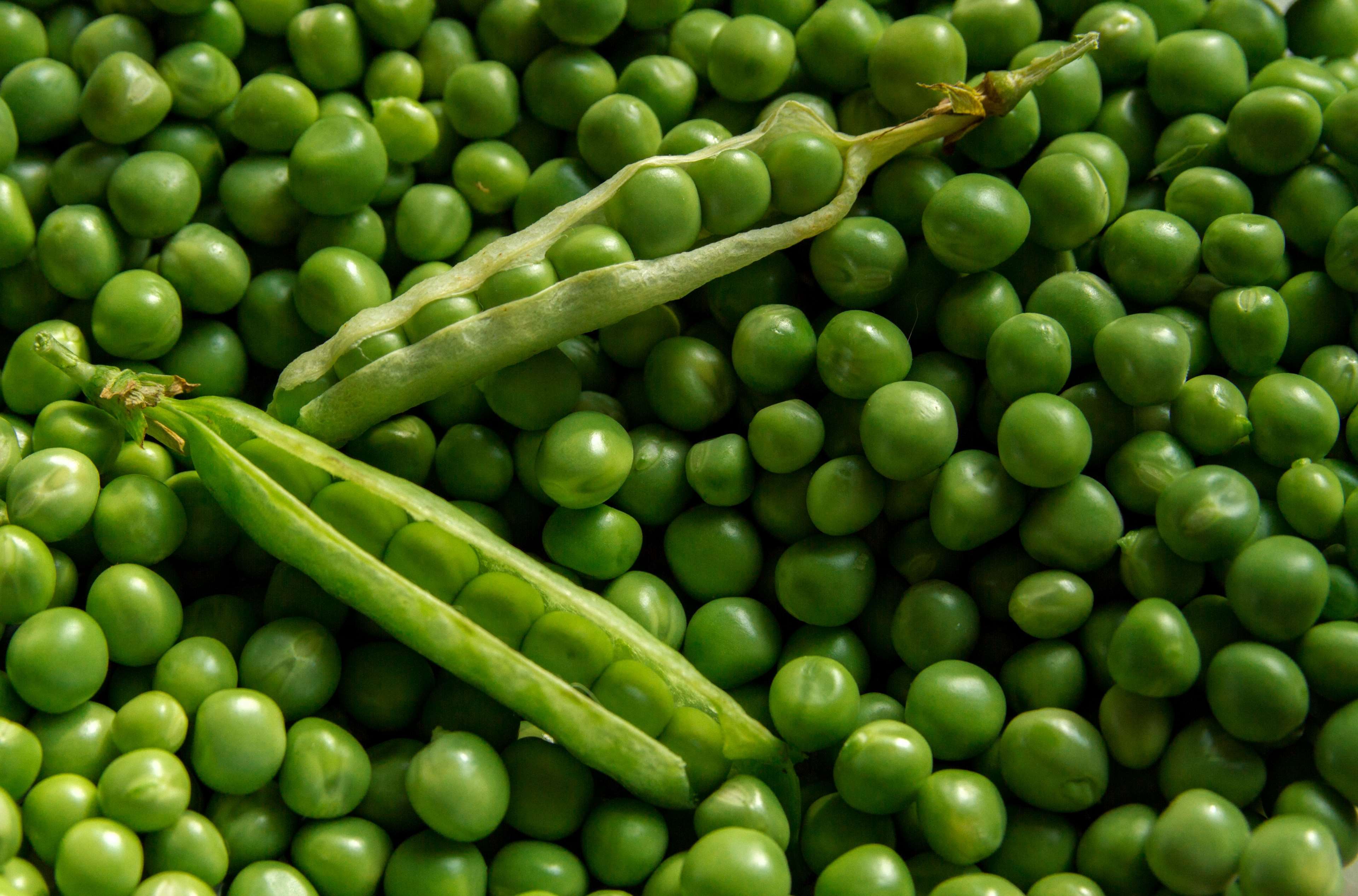 agriculture, background, farming, food, fresh, green, growth, natural, nutrition, organic, peas, seed, textures, vegetables, veggies 4k wallpaper