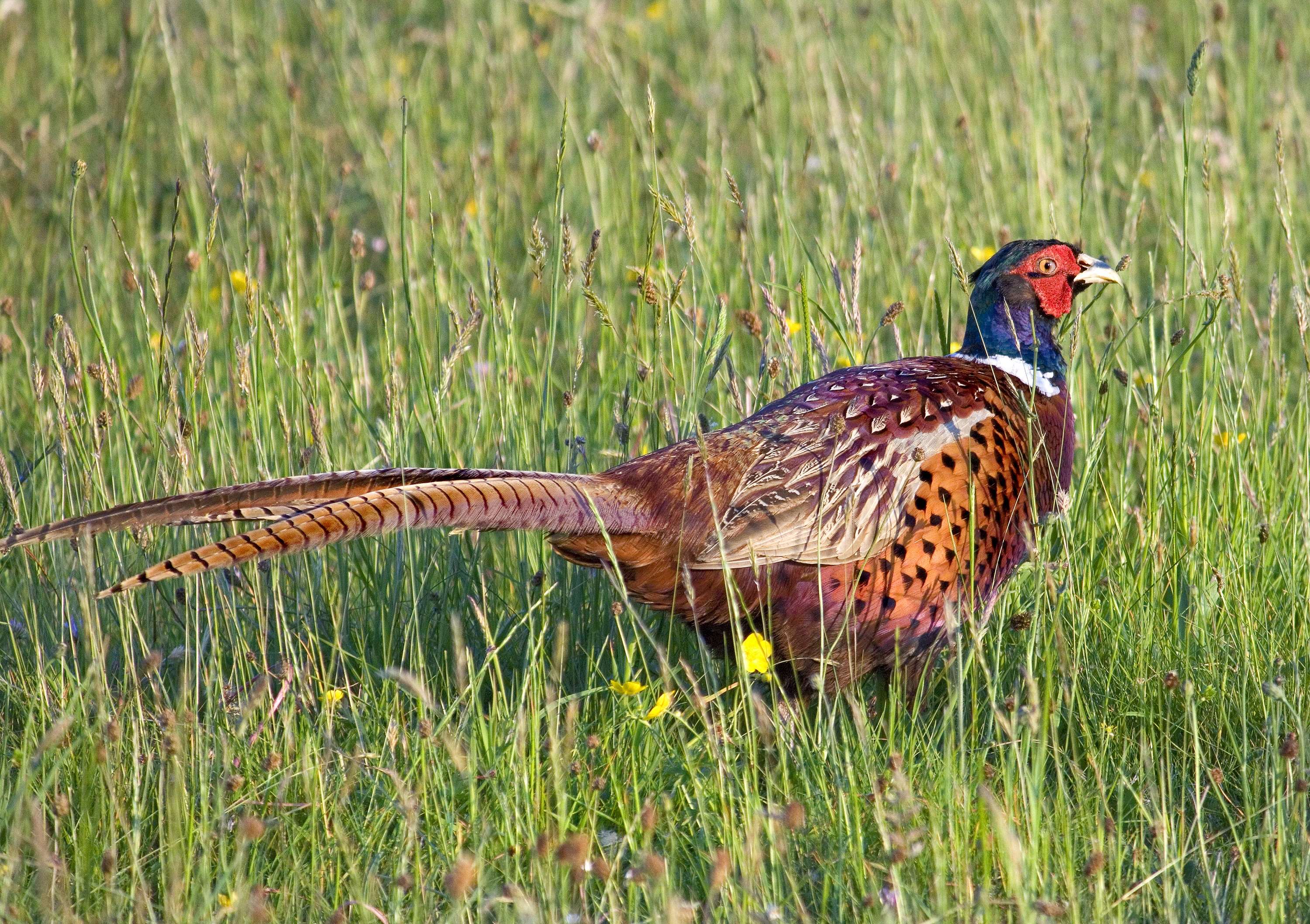 animal, avian, beak, bird, countryside, feather, feed, feeding, food, fowl, game, hunt, male, meat, natural, nature, pheasant, plumage, poultry, shooting, summer, wildlife wallpaper