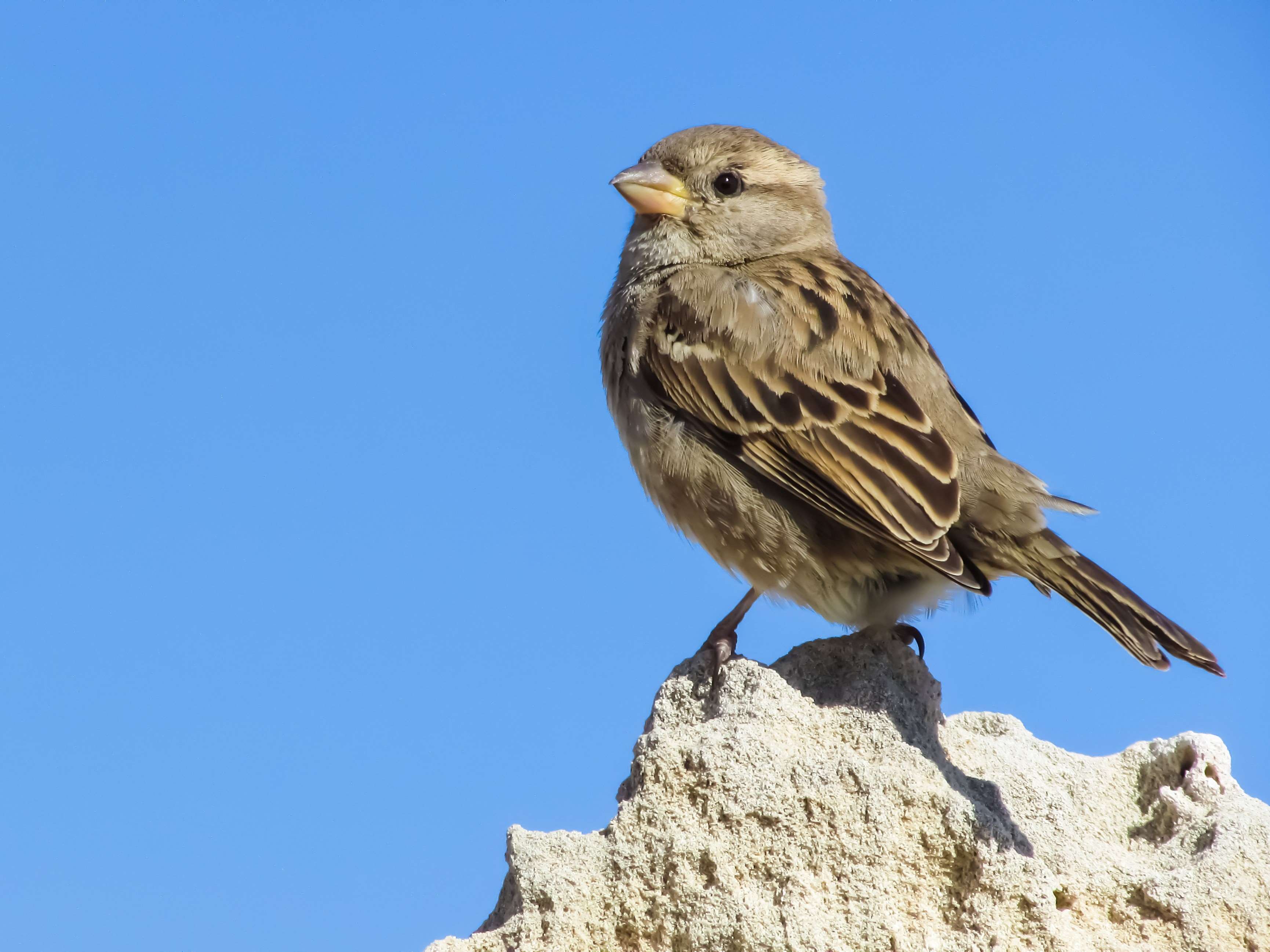 animal, bird, cute, fauna, nature, rock, sitting, small, sparrow, wildlife wallpaper