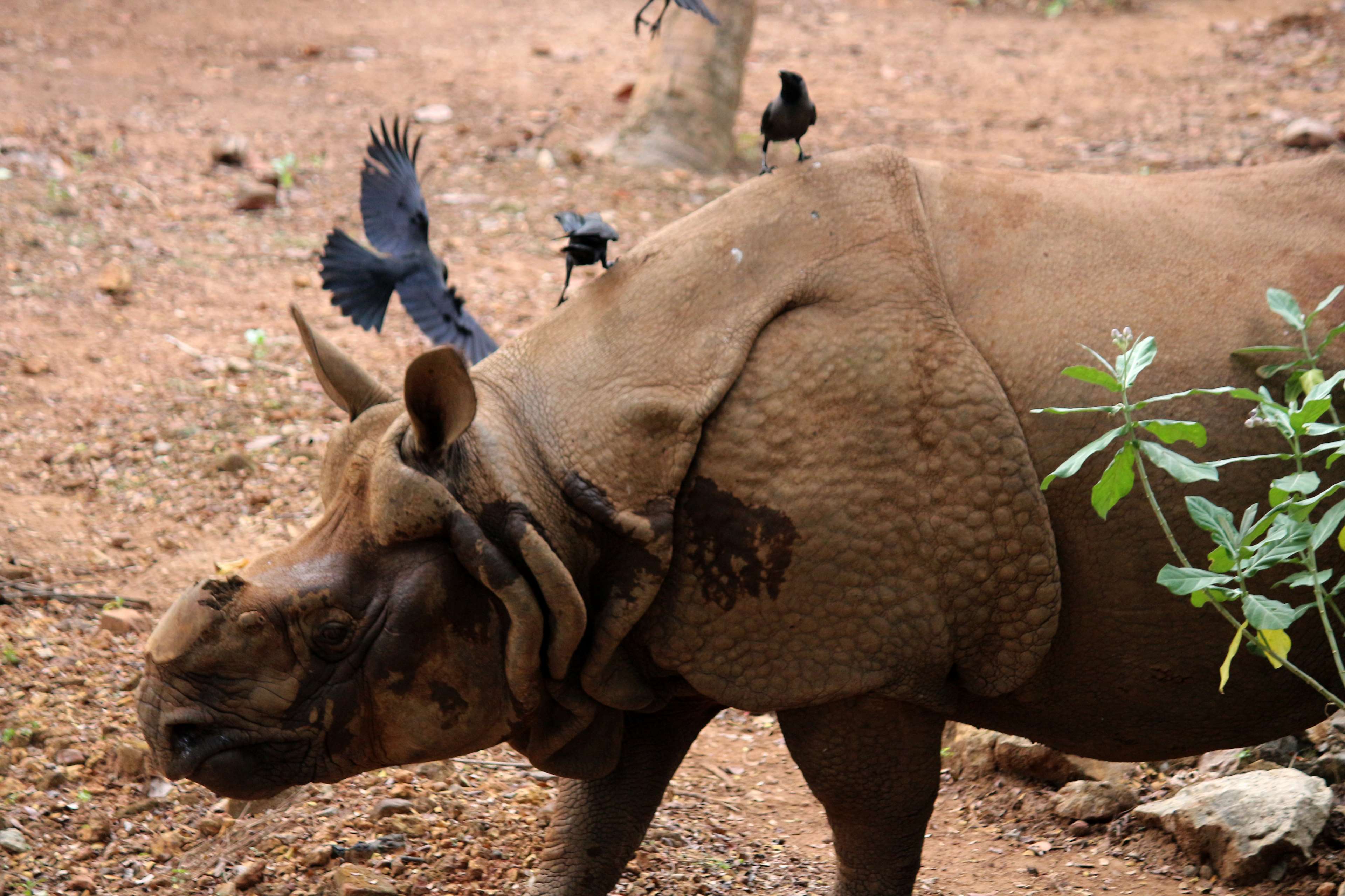 animal, asia, crow, india, indian rhinoceros, natural, park, rhino, rhinoceros, rhinocerotidae, safari, wild, wildlife, zoo 4k wallpaper