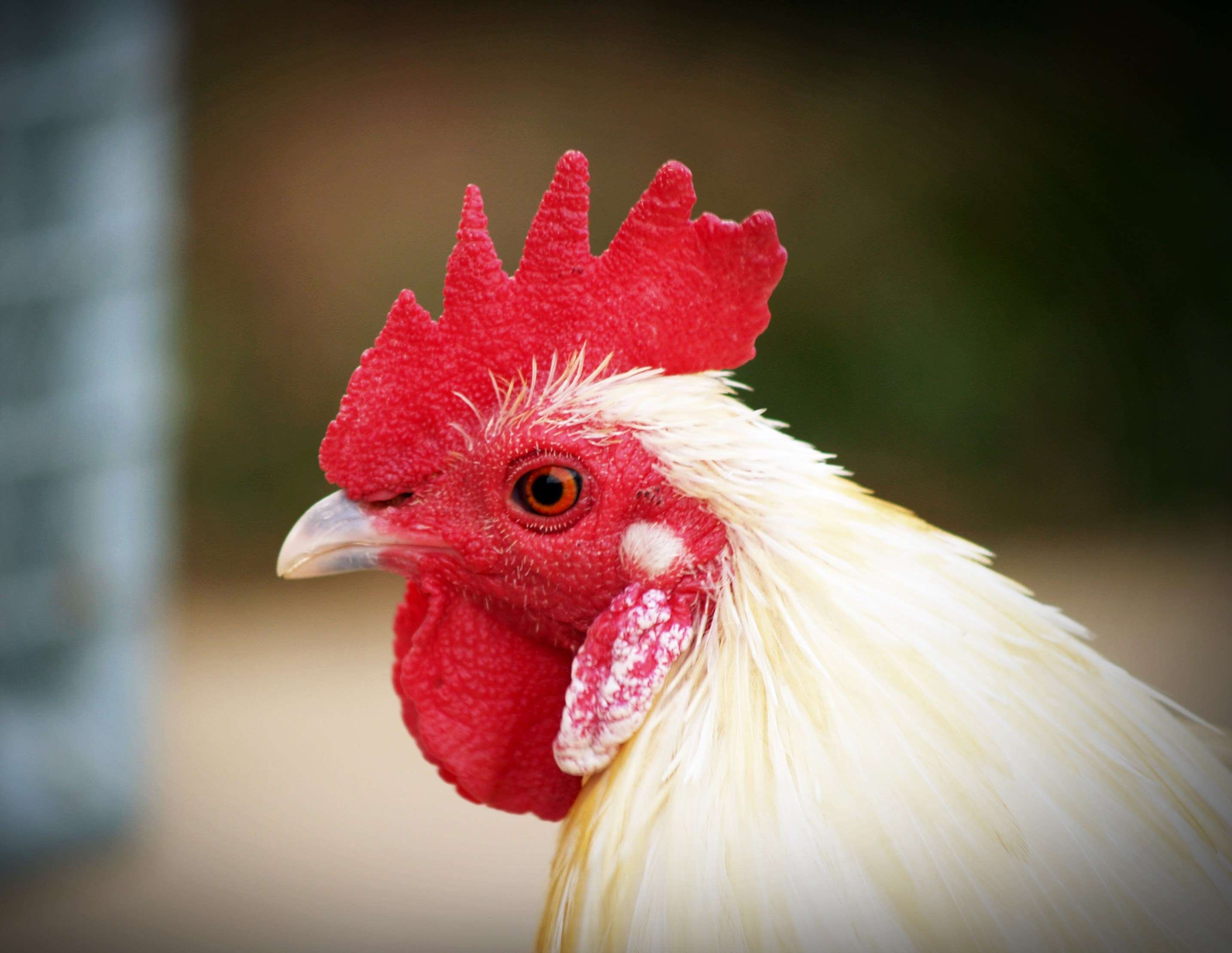 animal, avian, beak, bird, chicken, close up, cockscomb, domestic, farm, feather, fowl, hen, livestock, poultry, white wallpaper