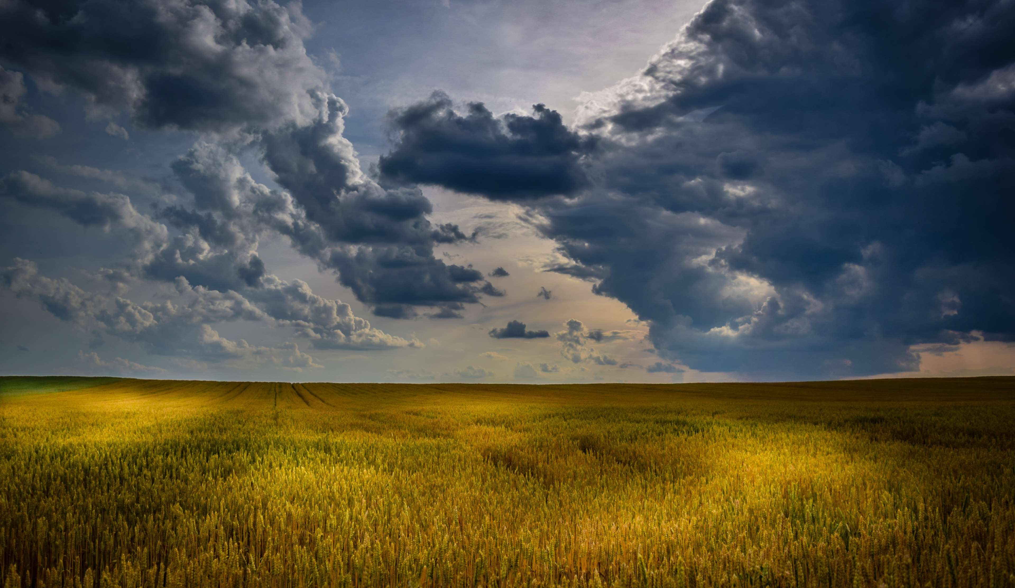agriculture, cloudscape, cloudy skies, countryside, crop, cropland, farm, farming, field, harvest, landscape, light and shadow, nature, outdoors, pasture, plains, rural, sky, sunlight, sunset, wheat, yellow 4k wallpaper