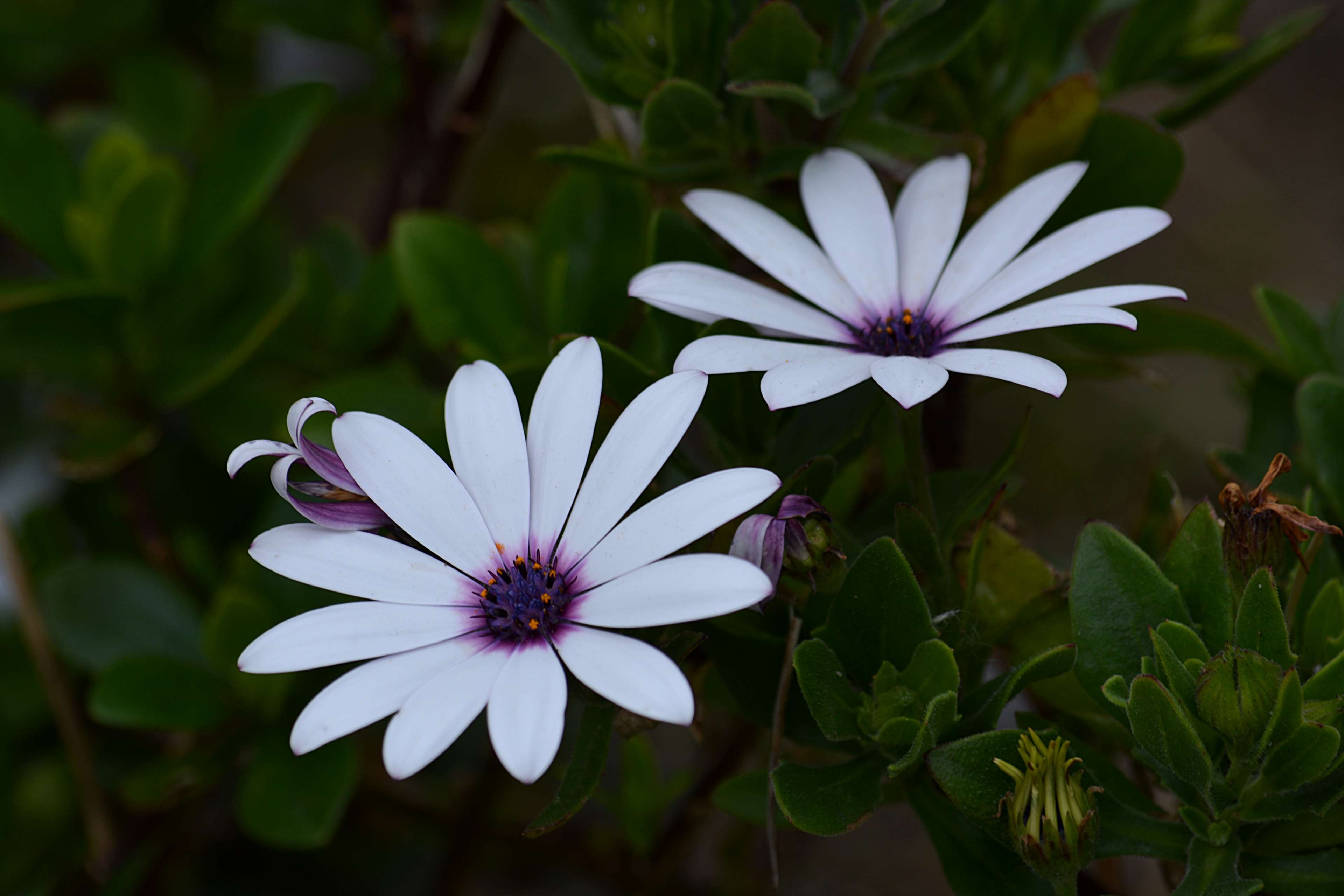 bloom, blossom, close up, flora, flowers, leaves, nature, petals 4k wallpaper