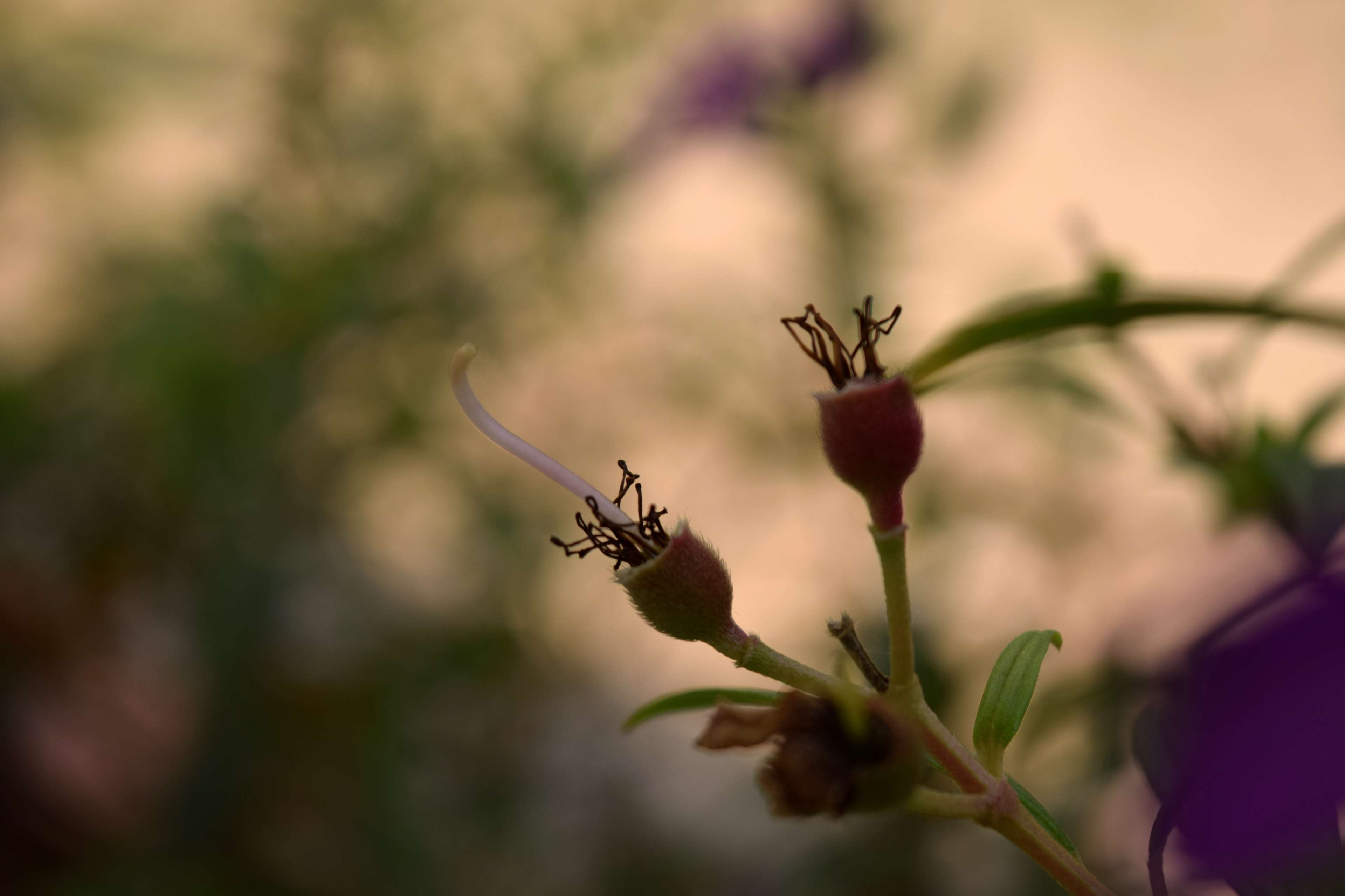 blurred background, buds, cloudy, flower bud, flowers, green, orange sky, sky, sprouts, vintage, violet 4k wallpaper