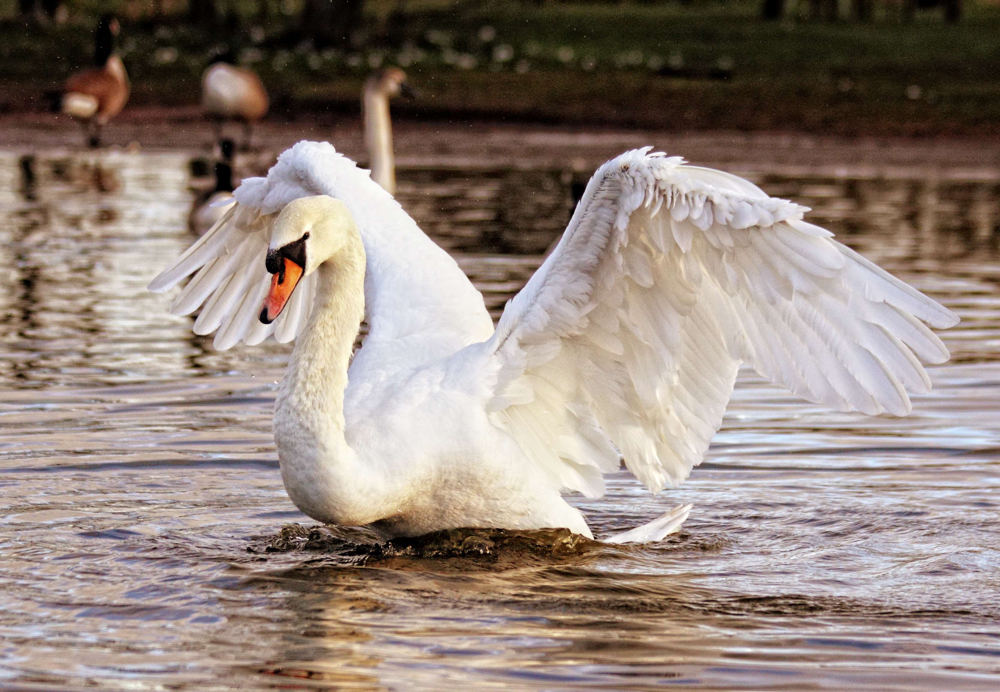 animal, beak, birds, elegant, feathers, flapping, flight, fowl, graceful, lake, long neck, outdoors, plumage, pond, poultry, ripples, river, spread, swan, swans, swimming, water, water birds, waterfowl, white, white swan wallpaper