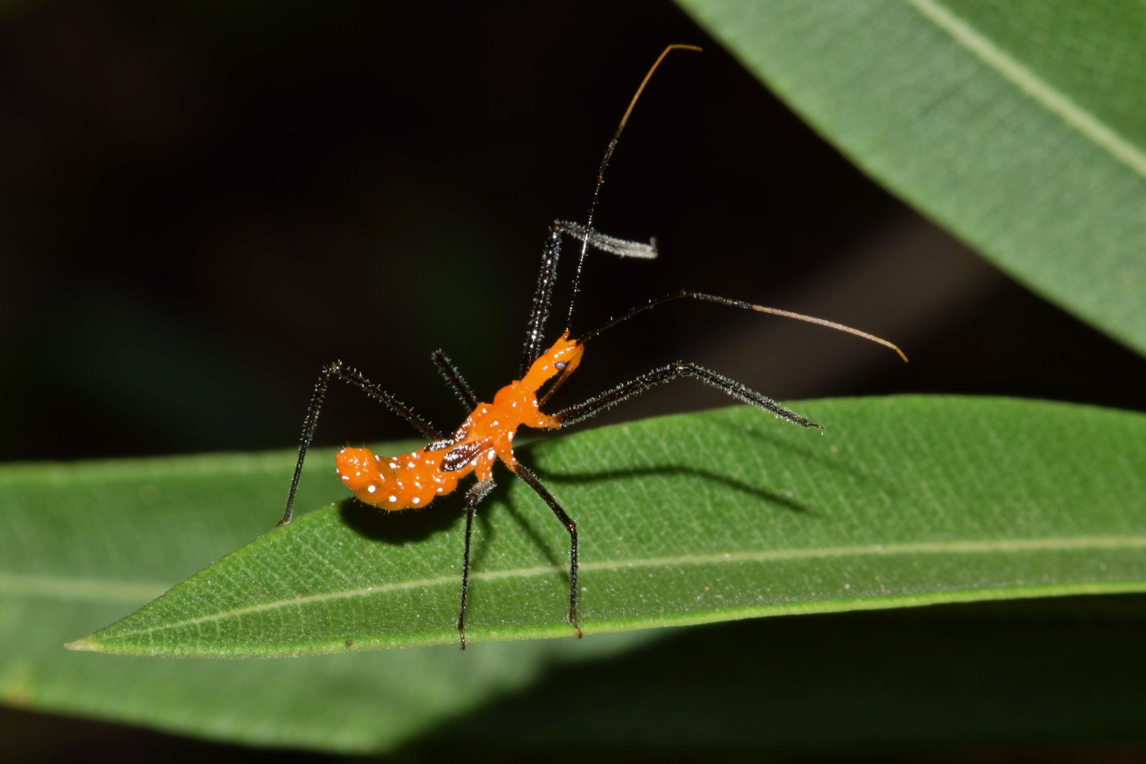 ambush, animal, arthropods, assassin bug nymph, biology, bug, close up, creature, entomology, fauna, hunt, hunting, insect, leaves, lying in wait, macro, nature, night, nymph, oleander, trap, wildlife 4k wallpaper