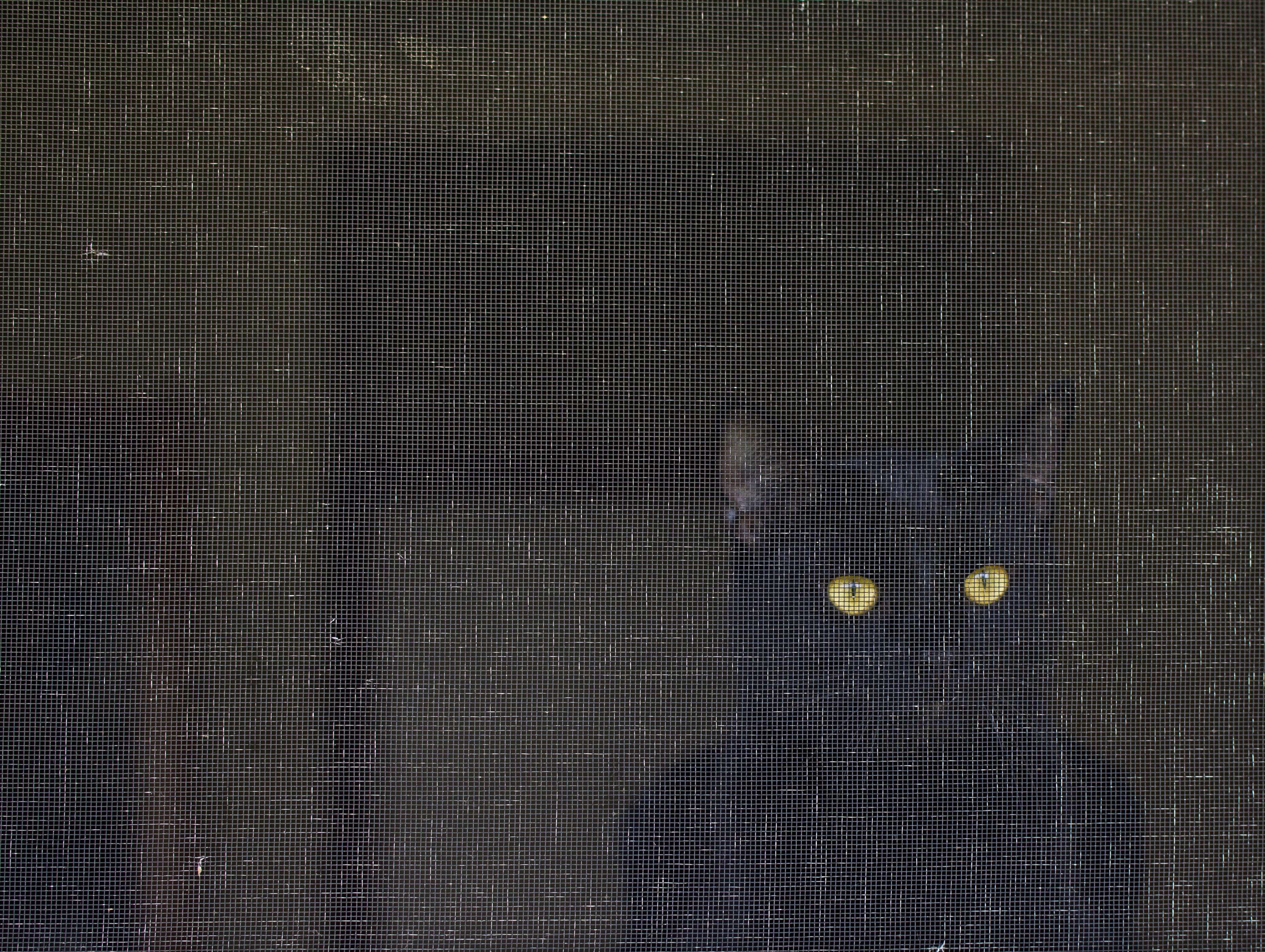 animal, art, black cat, cat, domestic, eyes, furry, gaze, home, kitten, kitty, mammal, pet, pets, screen, stare, watching wallpaper