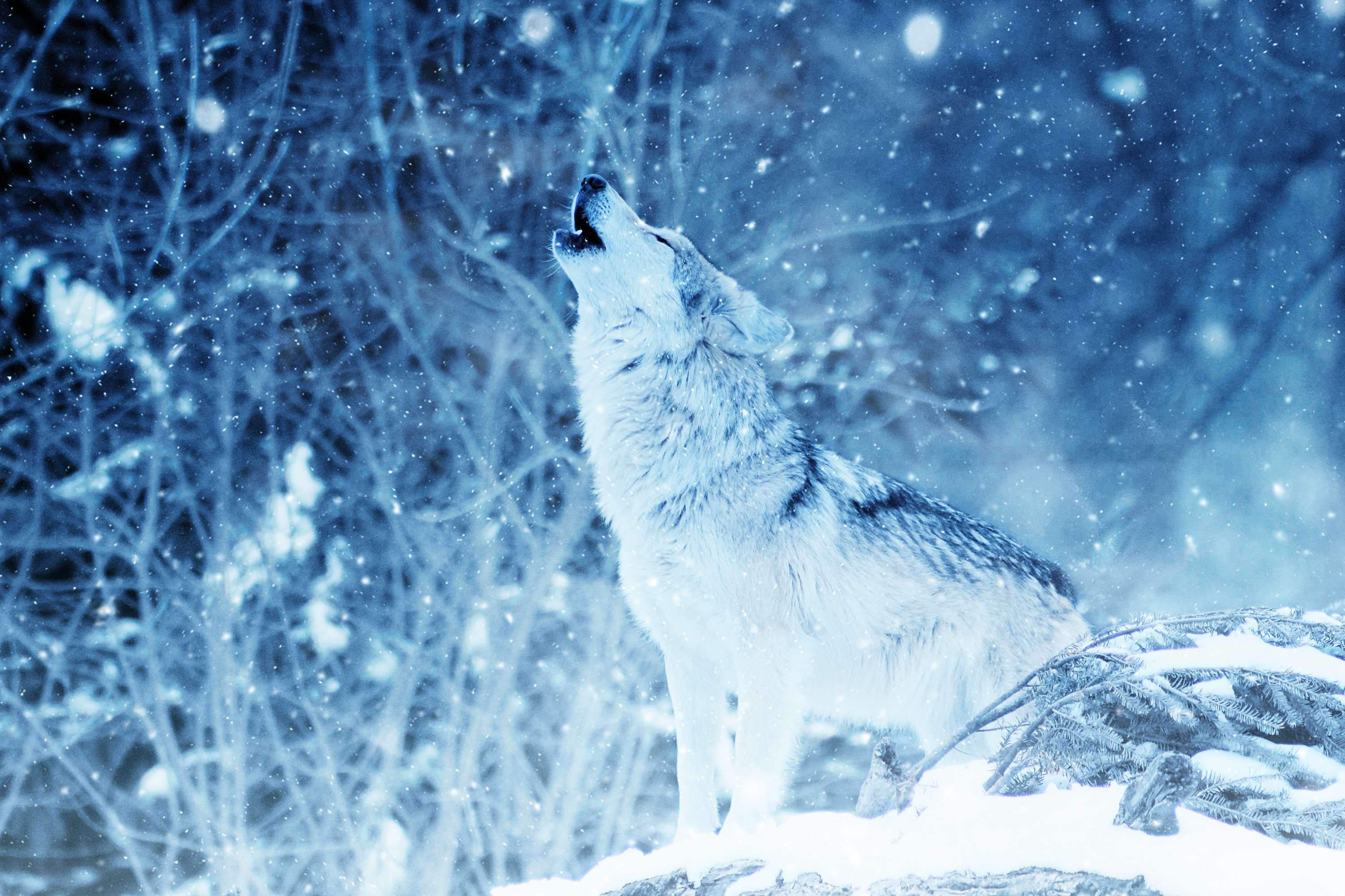animal, cold, color, fog, frost, frosty, frozen, ice, landscape, mammal, nature, outdoors, scenic, snow, wild, wilderness, wildlife, wolf wallpaper