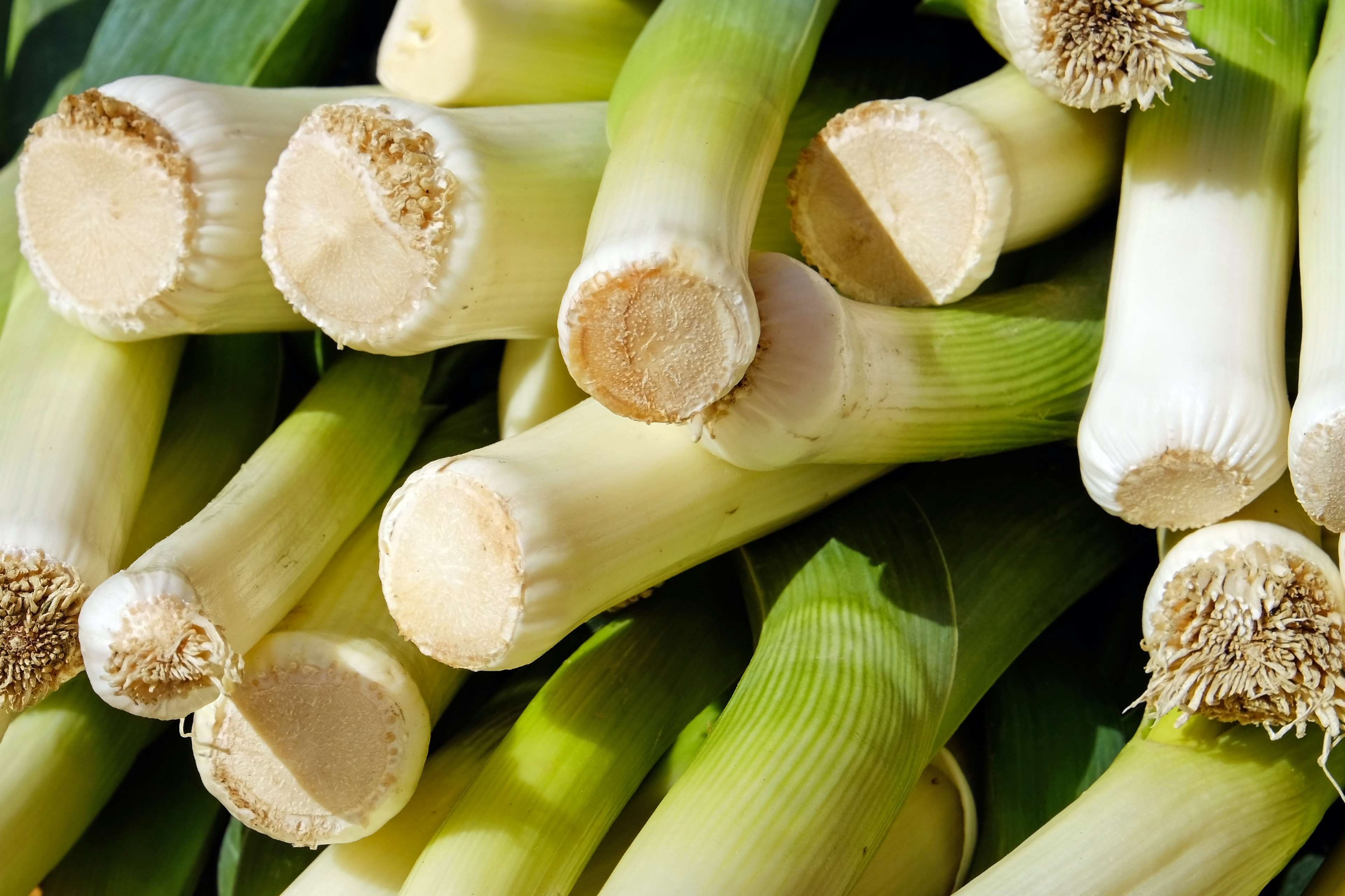 broadband leek, field garlic, leek, leek greenhouse, market fresh vegetables, nutrition, spanish onion, stalk, vegetables, vegetarian, welsch onion, wicked leeks, winter leek 4k wallpaper