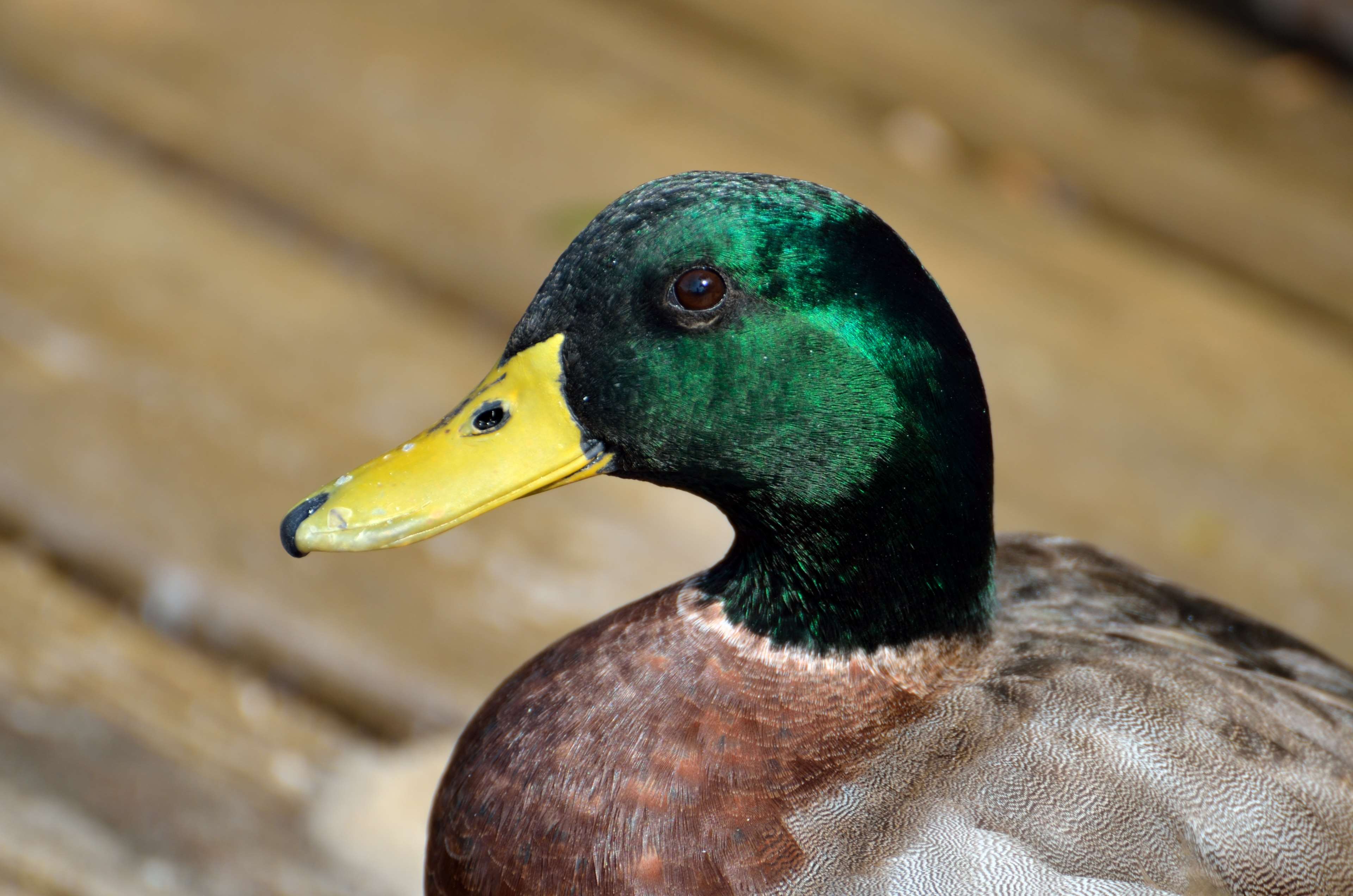 animal, beak, bill, billed, bird, calm, colorful, drake, duck, environment, feathered, feathers, fowl, green, head, lake, mallard duck, nature, outdoors, river, swimming, water, wetlands, wild, wilderness, wildlife, wings 4k wallpaper
