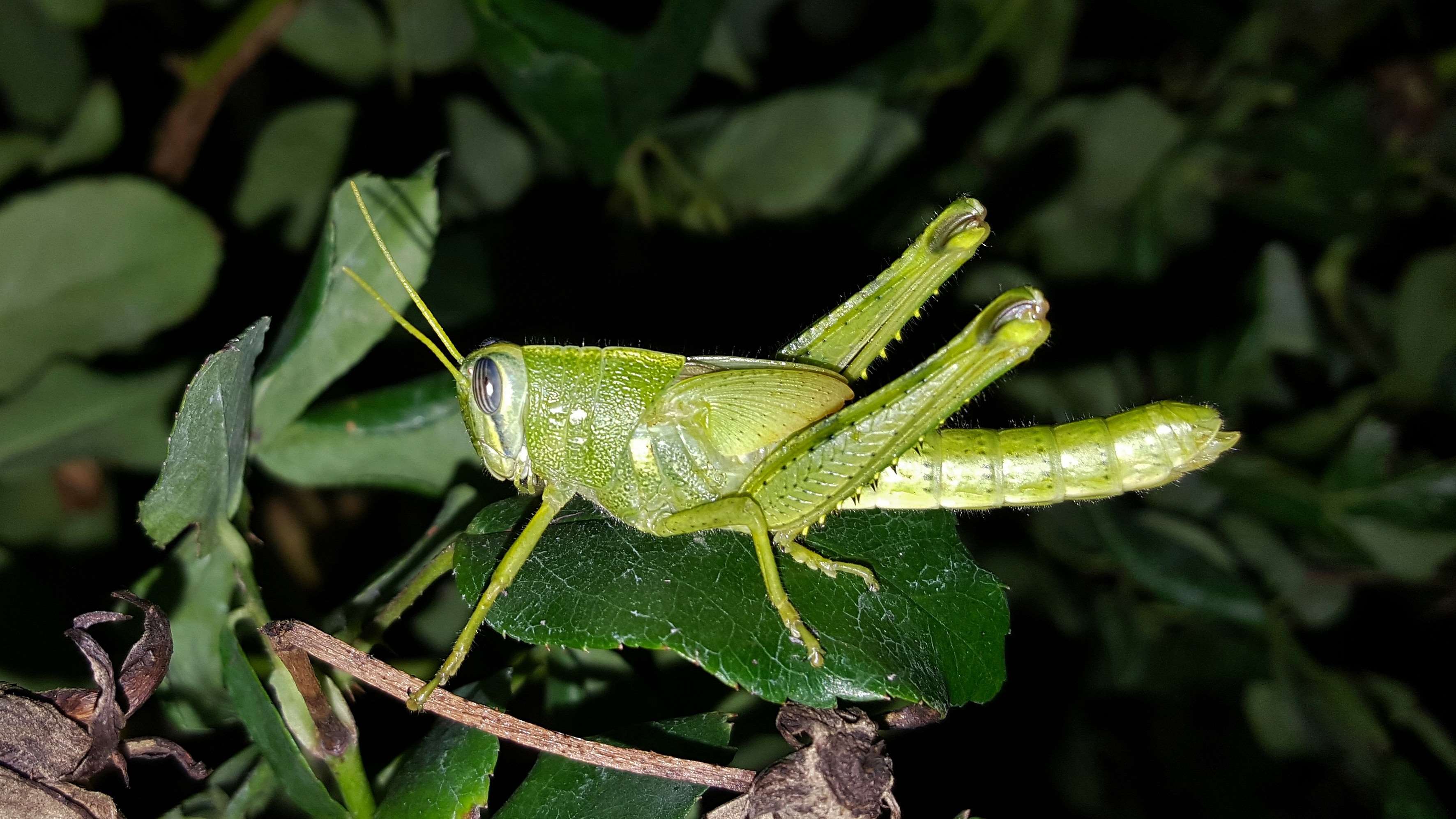 arthropod, close up, fauna, grasshopper, gray bird grasshopper, green, green grasshopper, green insect, hopper, insect, insectoid, leaves, nature, nymph, schistocerca nitens, wildlife wallpaper