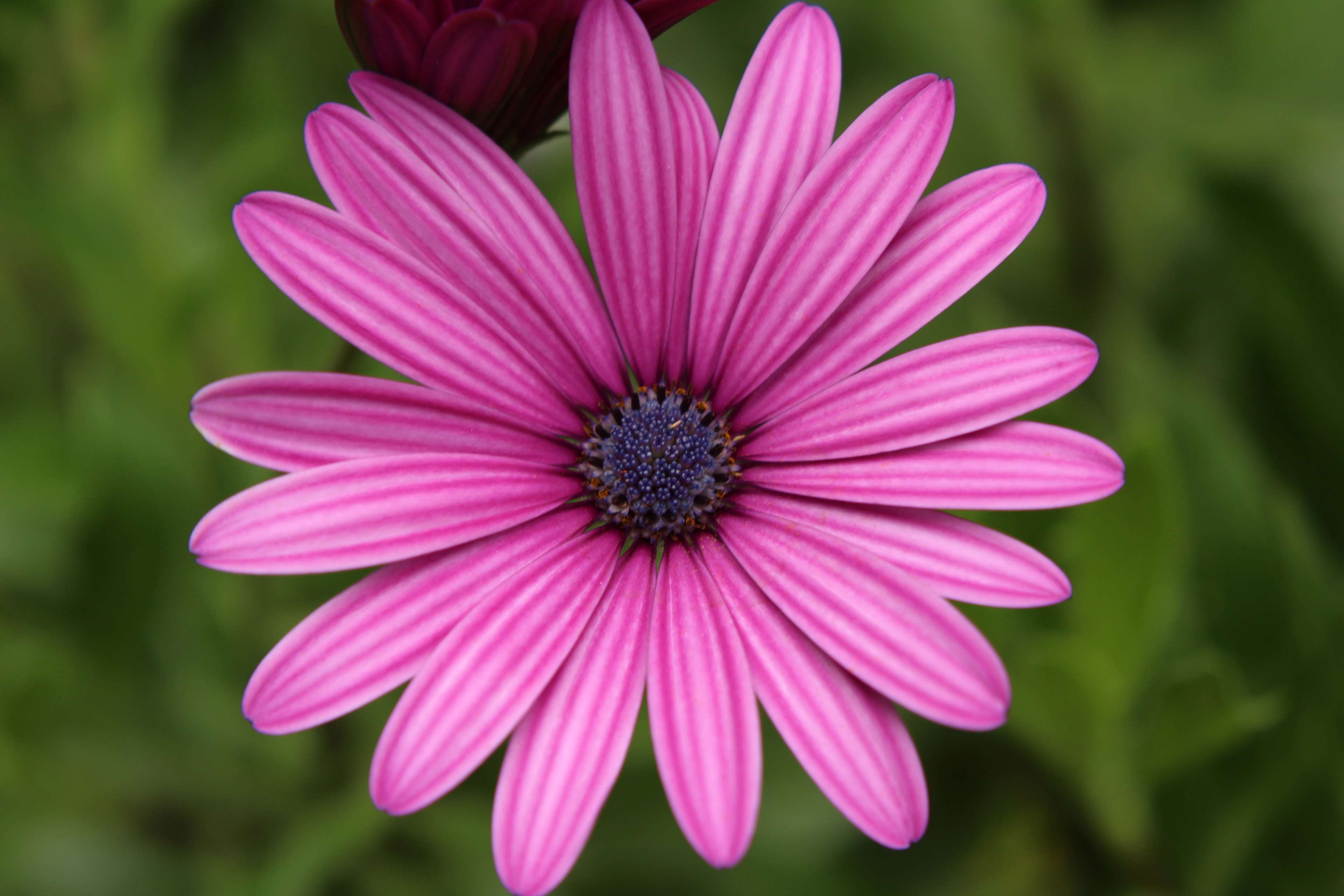 beautiful, bloom, blooming, blossom, blur, botanical, bright, close up, color, decoration, delicate, flora, flower, garden, growth, leaf, macro, nature, outdoors, petals, pollen, season, summer, vibrant 4k wallpaper