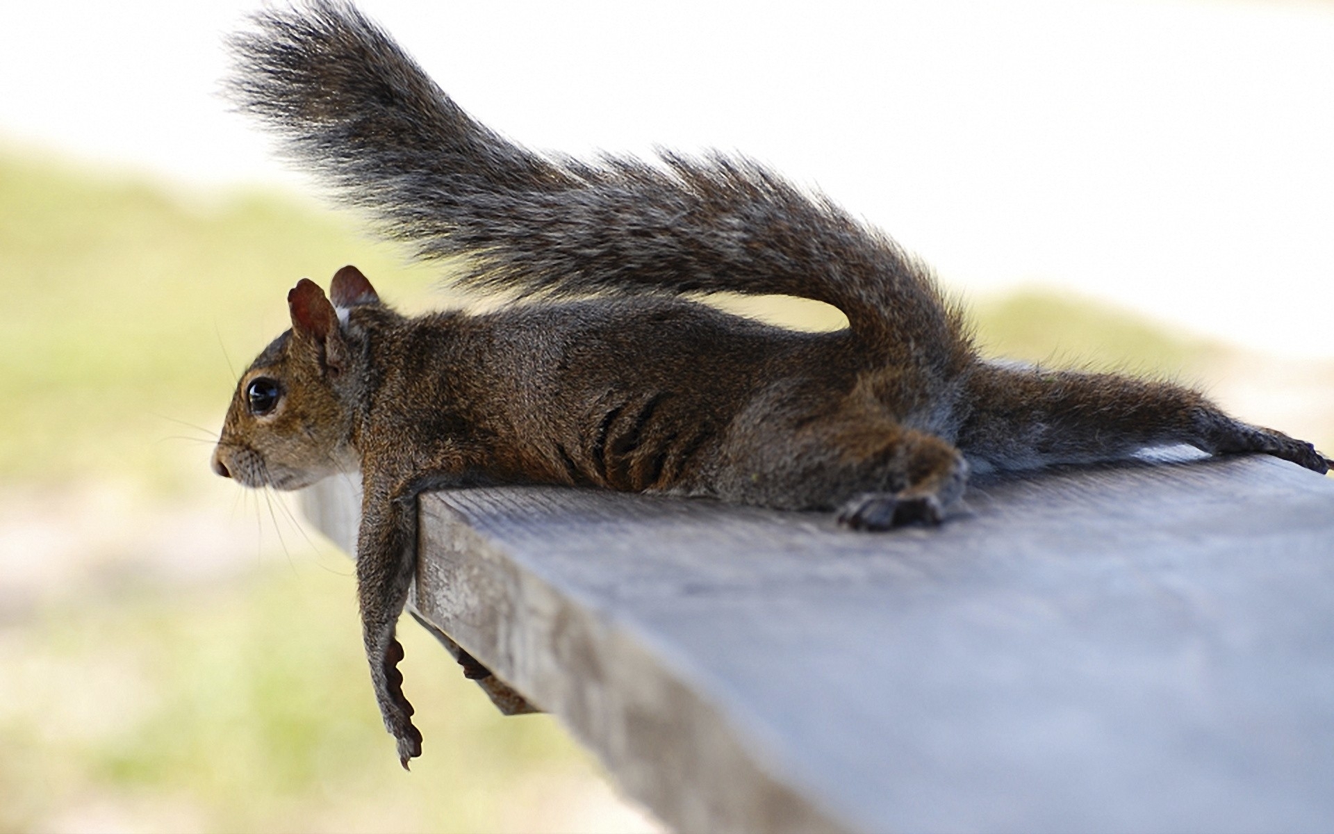 1920x1200 animals, humor, mood, relax, squirrels