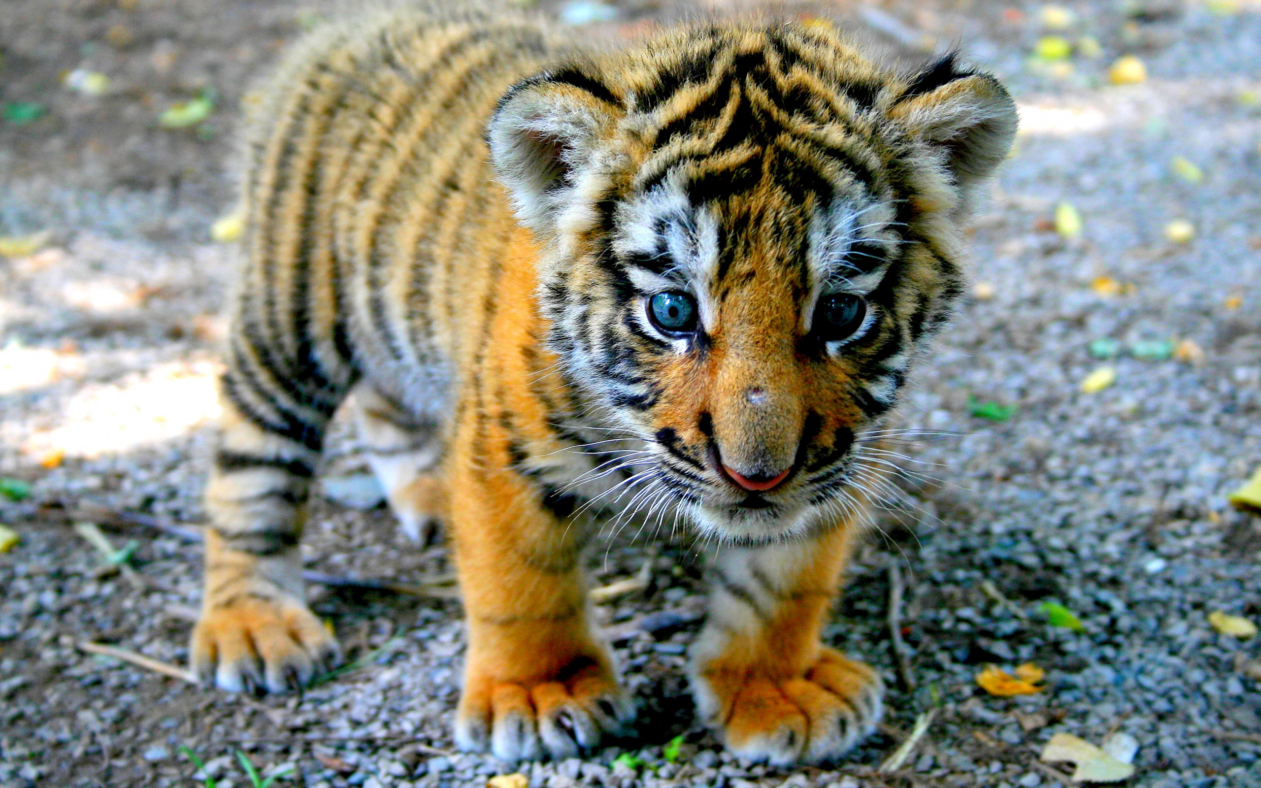 2560x1600 baby, cute, tiger