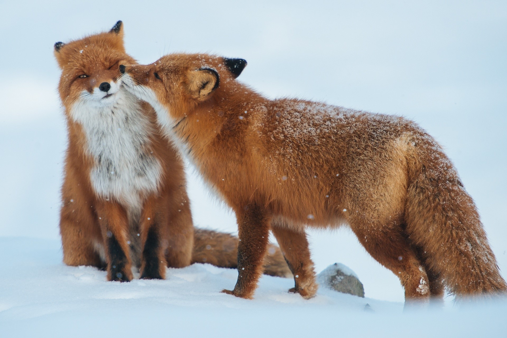Fox, Couple, Snow, Winter, Care wallpaper
