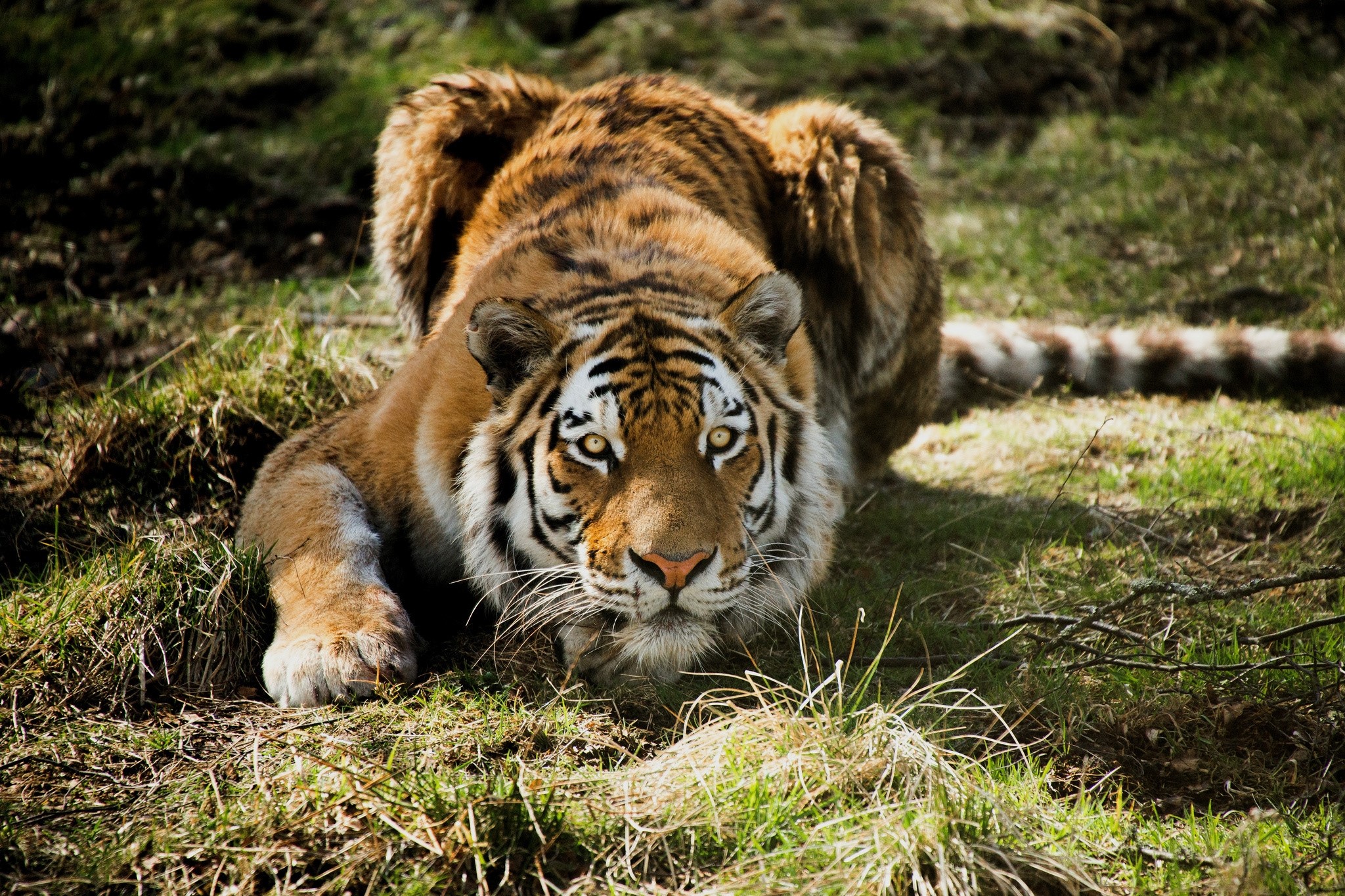 Tiger, Predator, Grass wallpaper