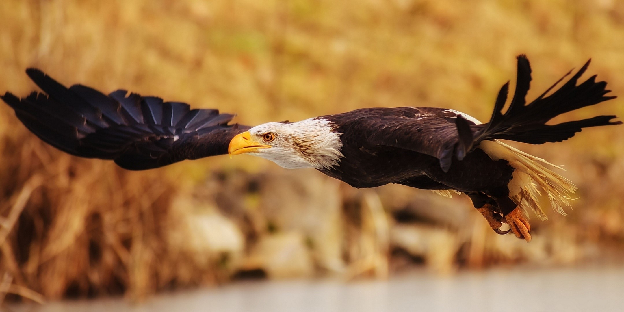 Eagle, Fly, Flap, Wings wallpaper