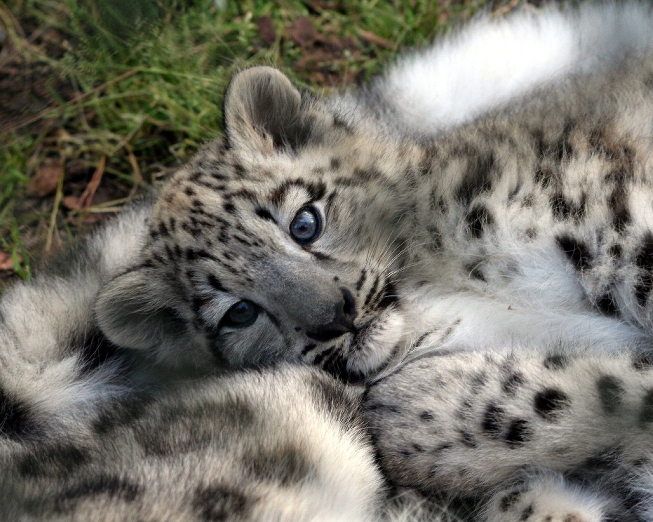 1280x1024 Leopard cub, Baby, Face, Predator wallpaper JPG 