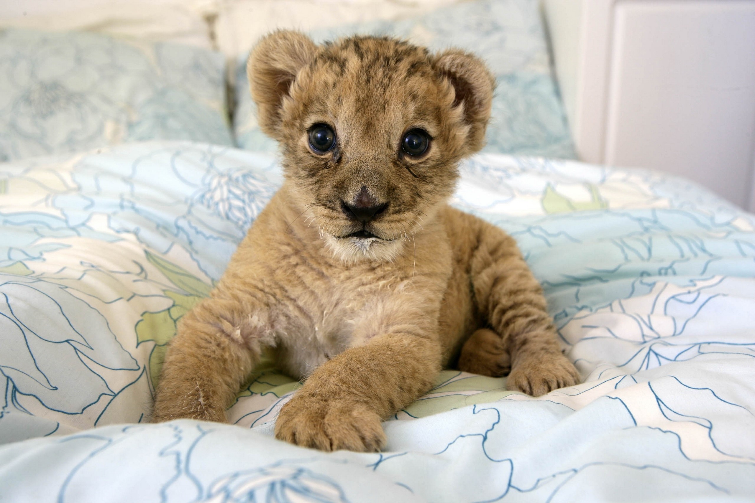 Lion, Cub, Lie, Baby wallpaper