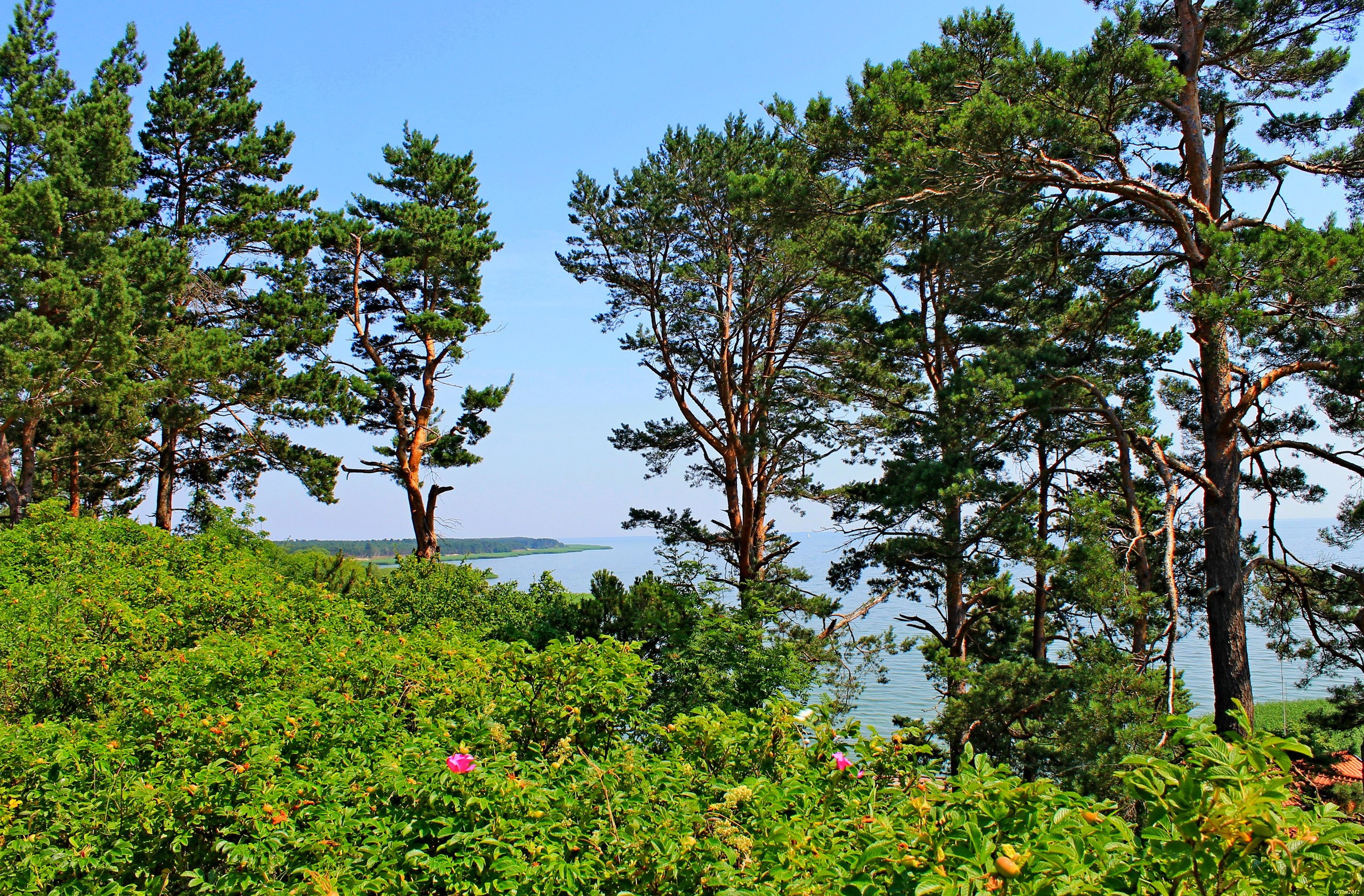 Lithuania, Trees, Pine, Hill, Sea wallpaper