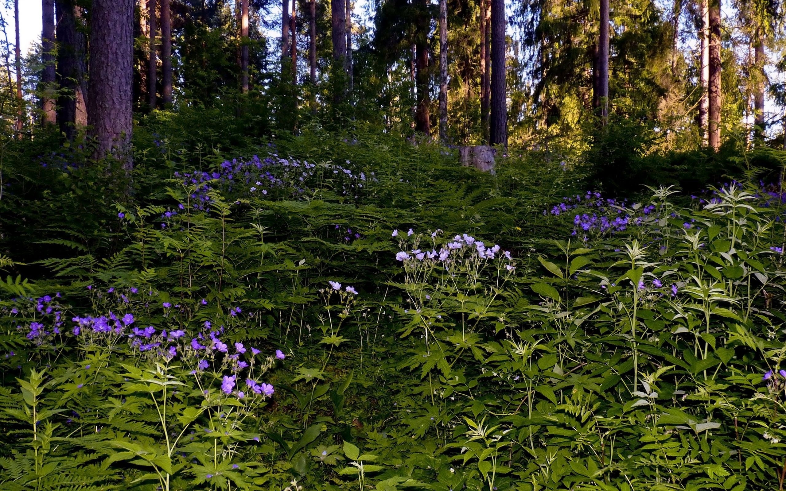 Grass, Flowers, Forest, Shade wallpaper