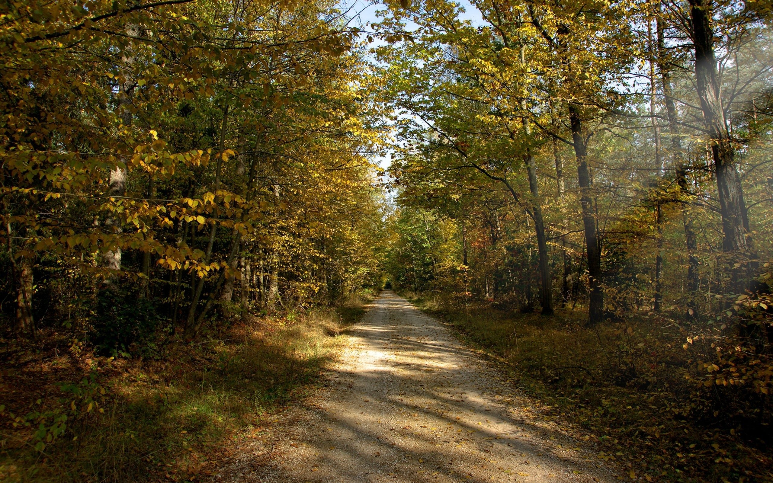 Trail, Trees, Summer wallpaper