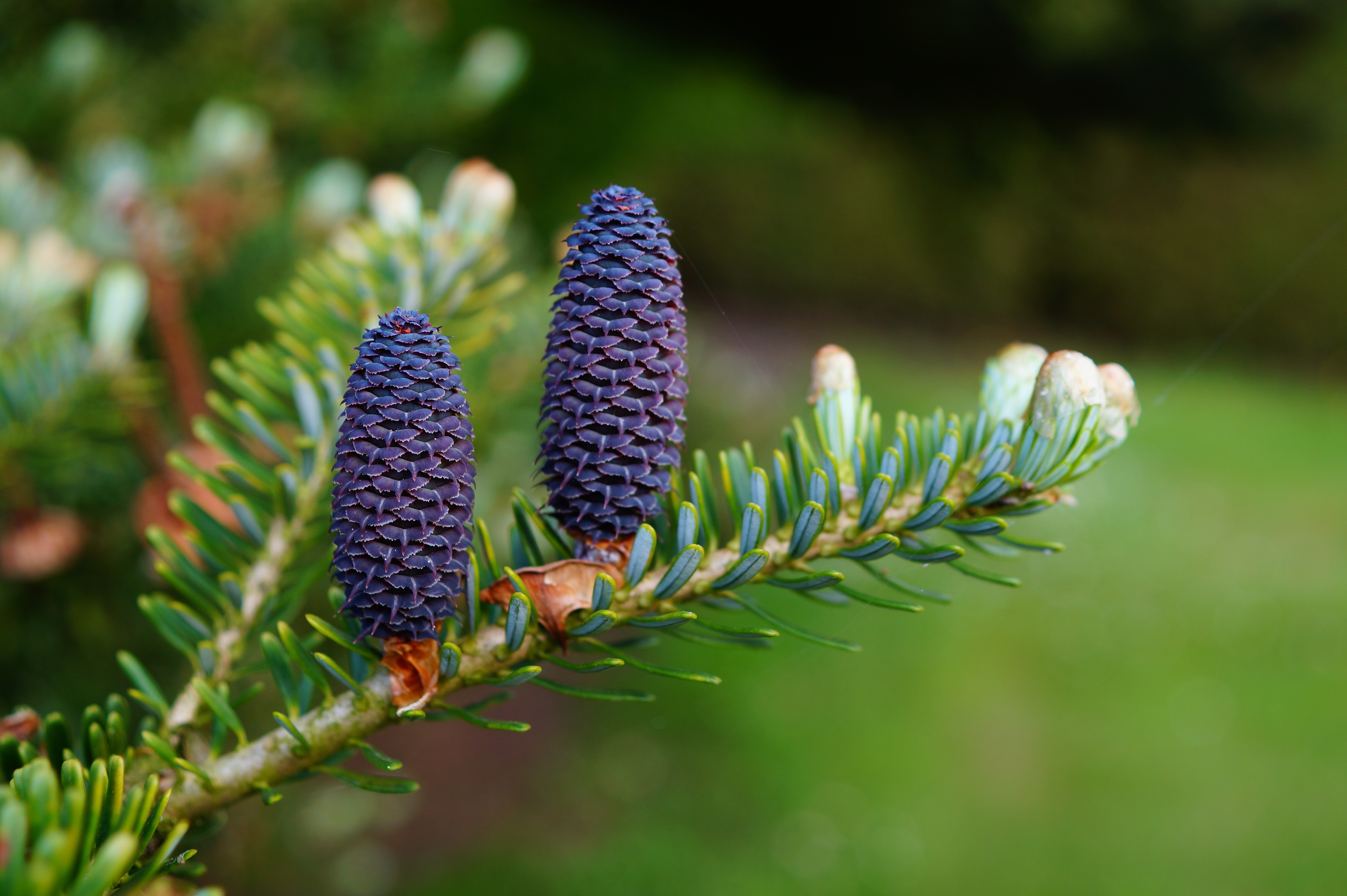Needles, Cones, Branch, Needles wallpaper