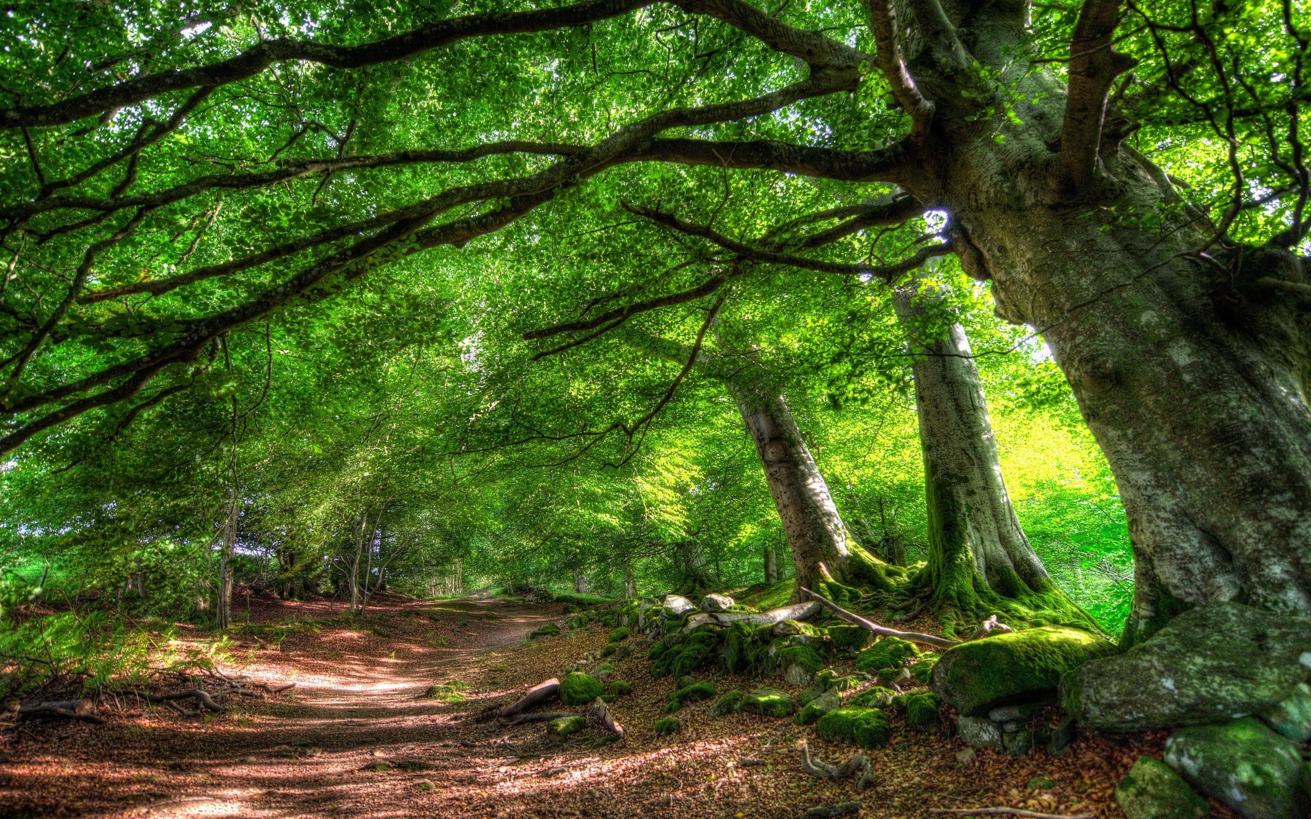 Trees, Park, Foliage wallpaper