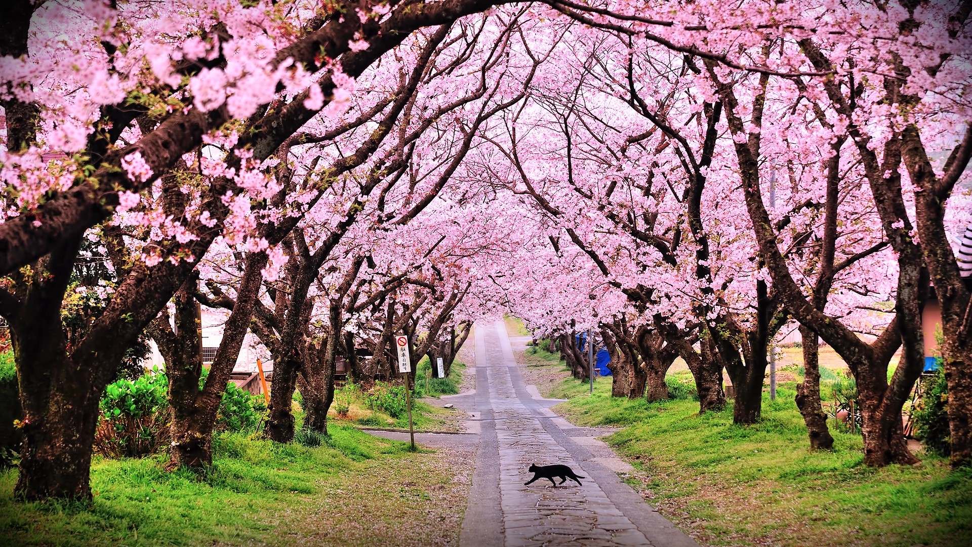 1920x1080 Park, Road, Trees, Cat wallpaper JPG 
