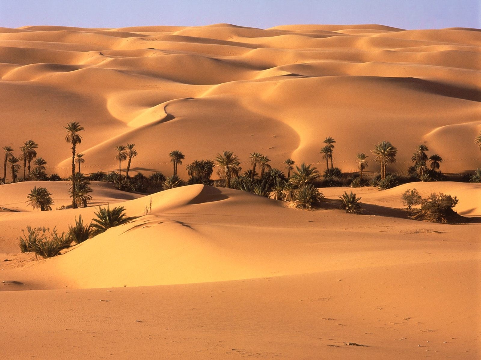1600x1200 Desert, Oasis, Vegetation, Trees, Palm trees, Sand wallpaper JPG 