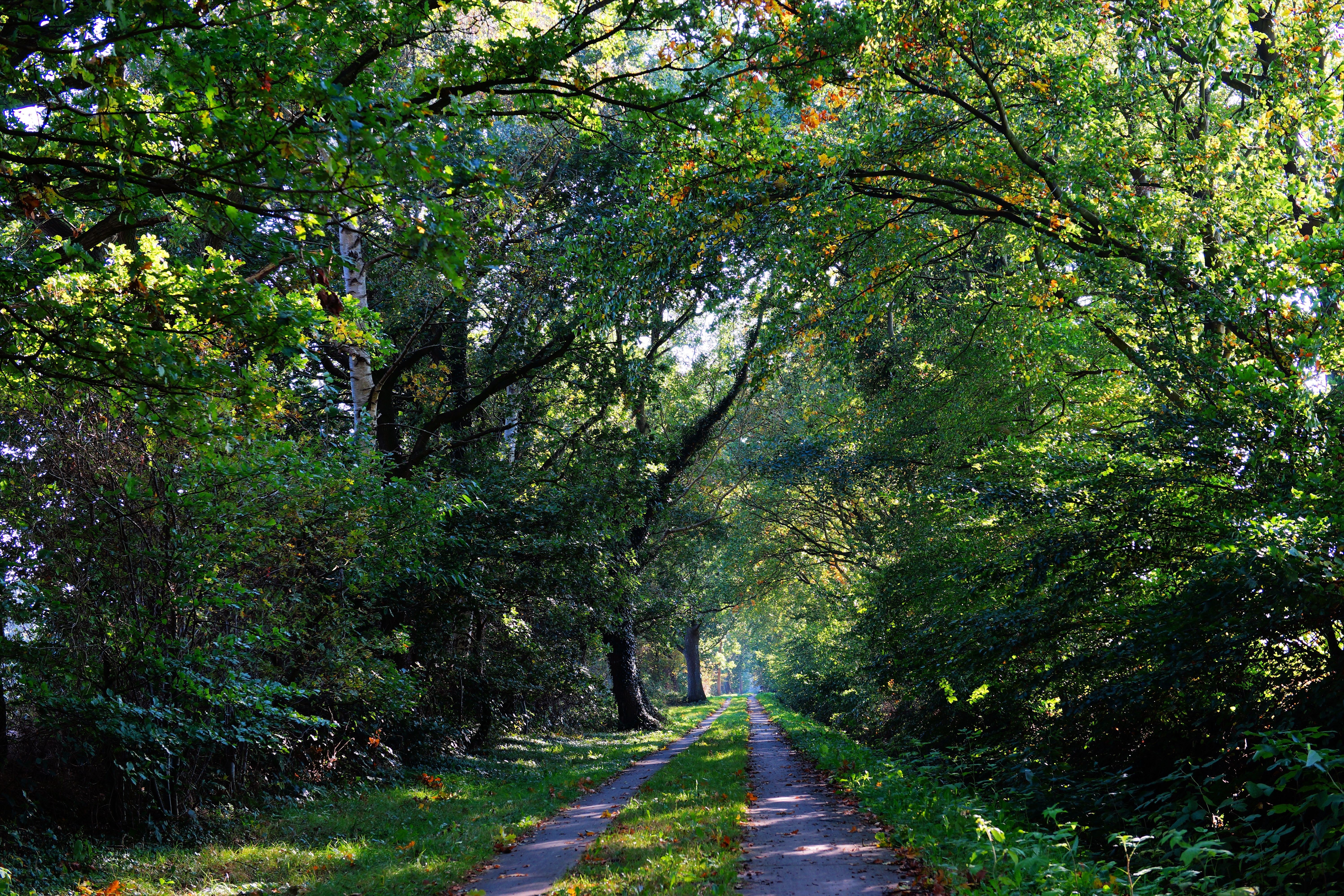 6000x4000 Forest, Trees, Trail wallpaper