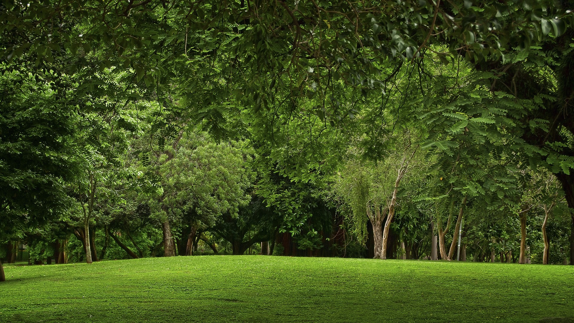 1920x1080 Glade, Wood, Green, Summer, Lawn, Hill, Branches, Trees wallpaper JPG 