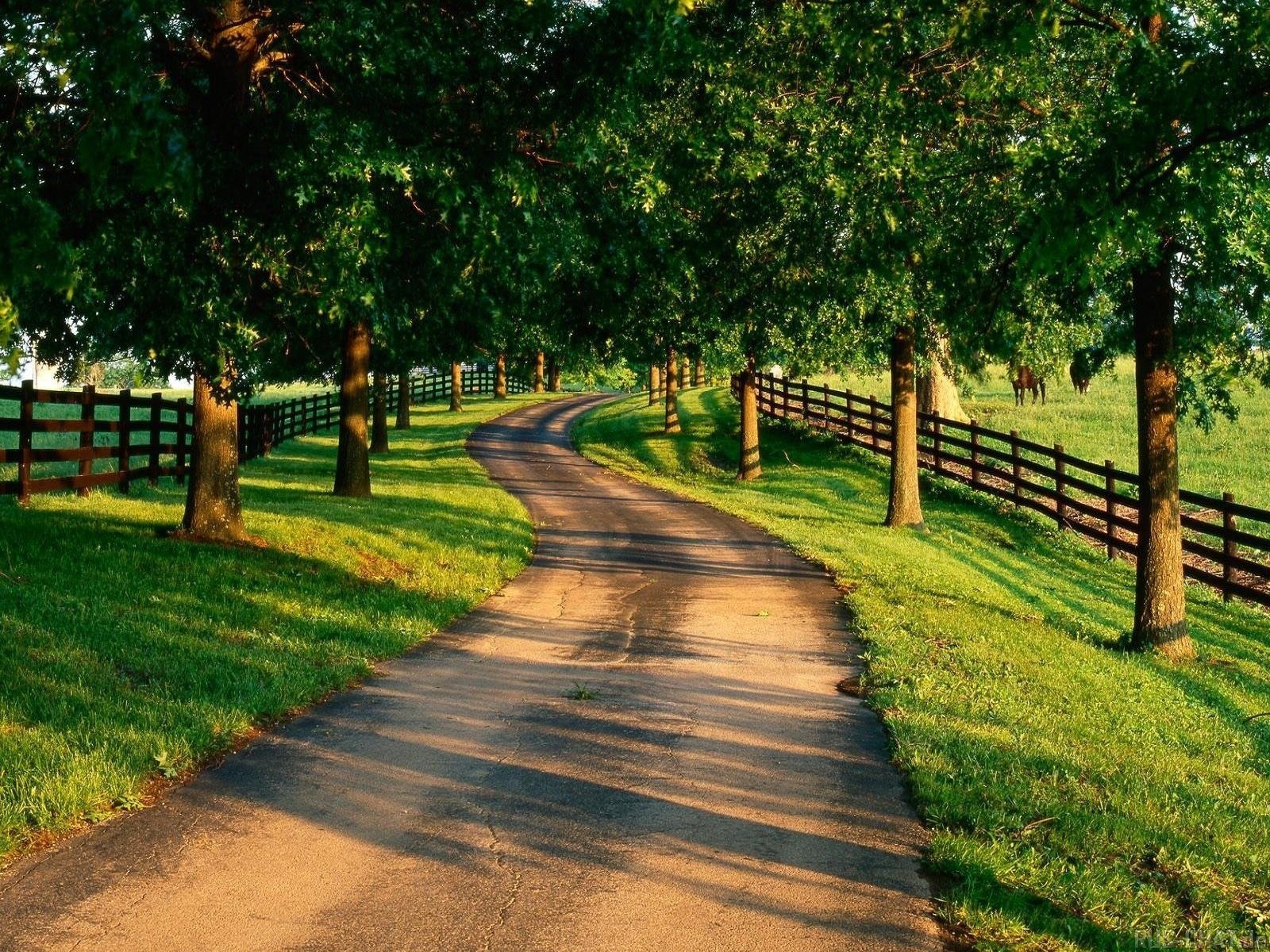 1600x1200 Road, Garden, Track, Trees, Protections, Summer, Green wallpaper JPG 
