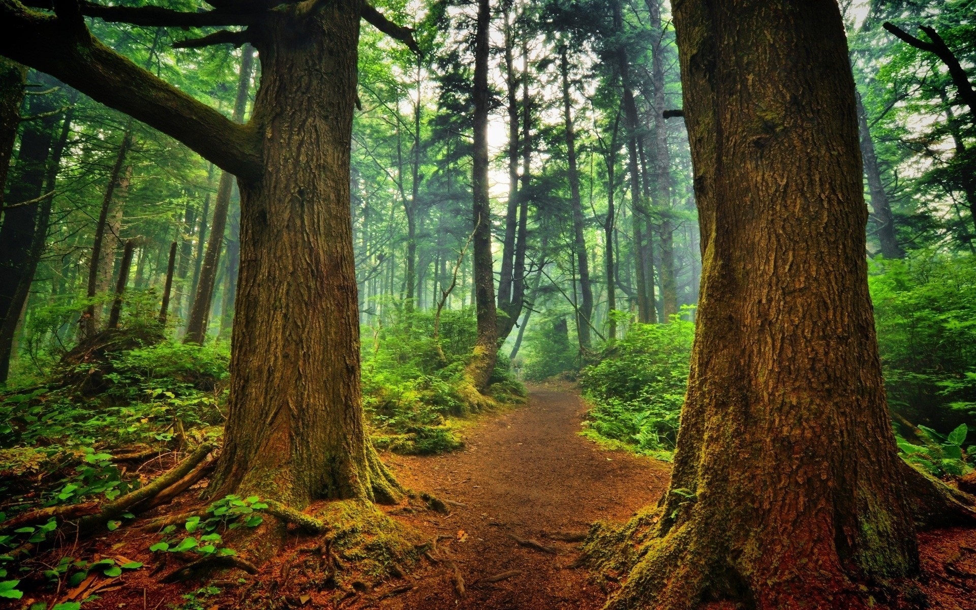 Track, Trees, Wood, Landscape, Freshness wallpaper