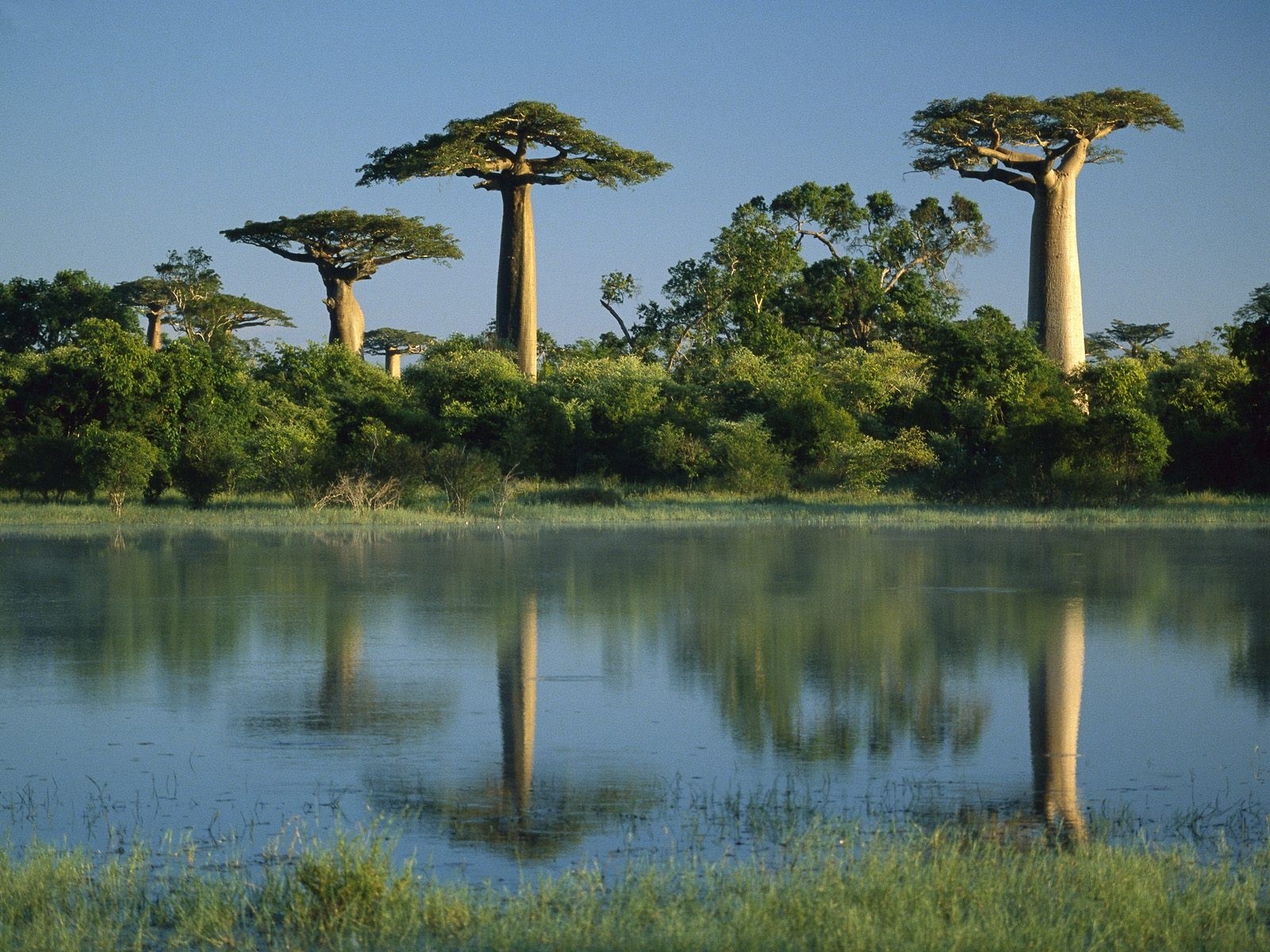 1600x1200 Trees, Baobabs, Madagascar, Water, Coast wallpaper JPG 