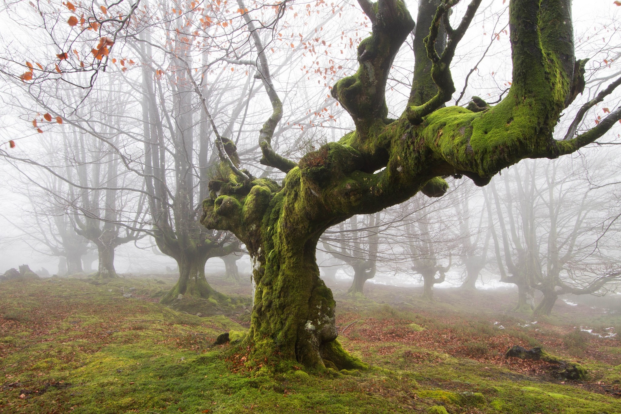 Tree, Moss, Trunk, Fog, Mysticism wallpaper