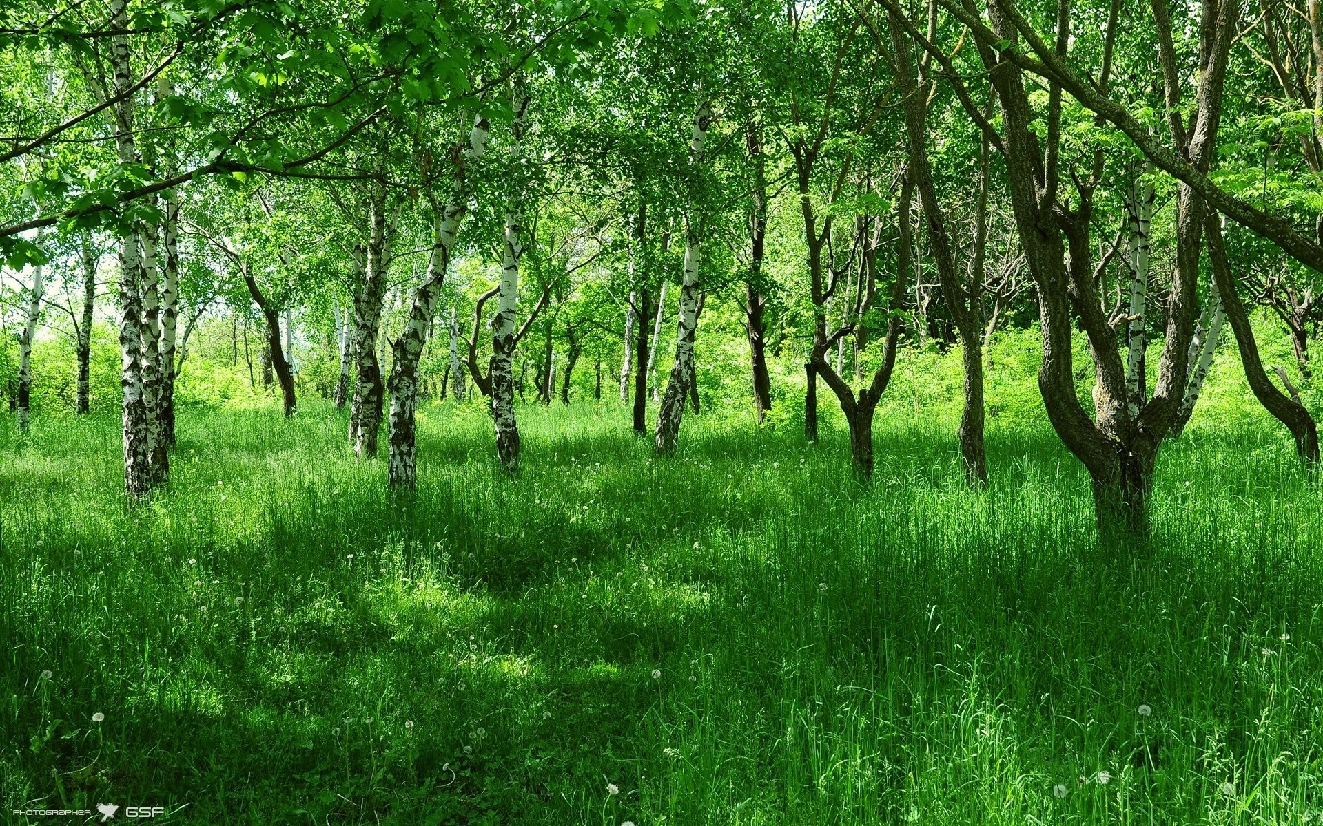 Birches, Young, Summer, Grass, Green, Avenue wallpaper