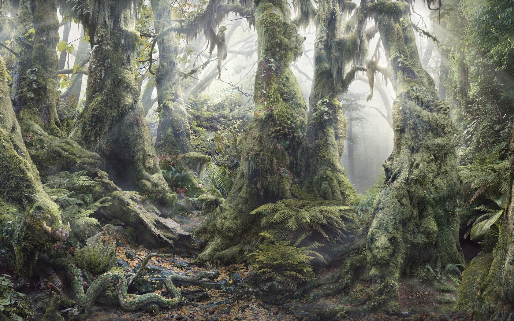 1680x1050 Wood, Dense, Trees, Thickets, Fern, Vegetation, Roots, Moss, Light wallpaper JPG 